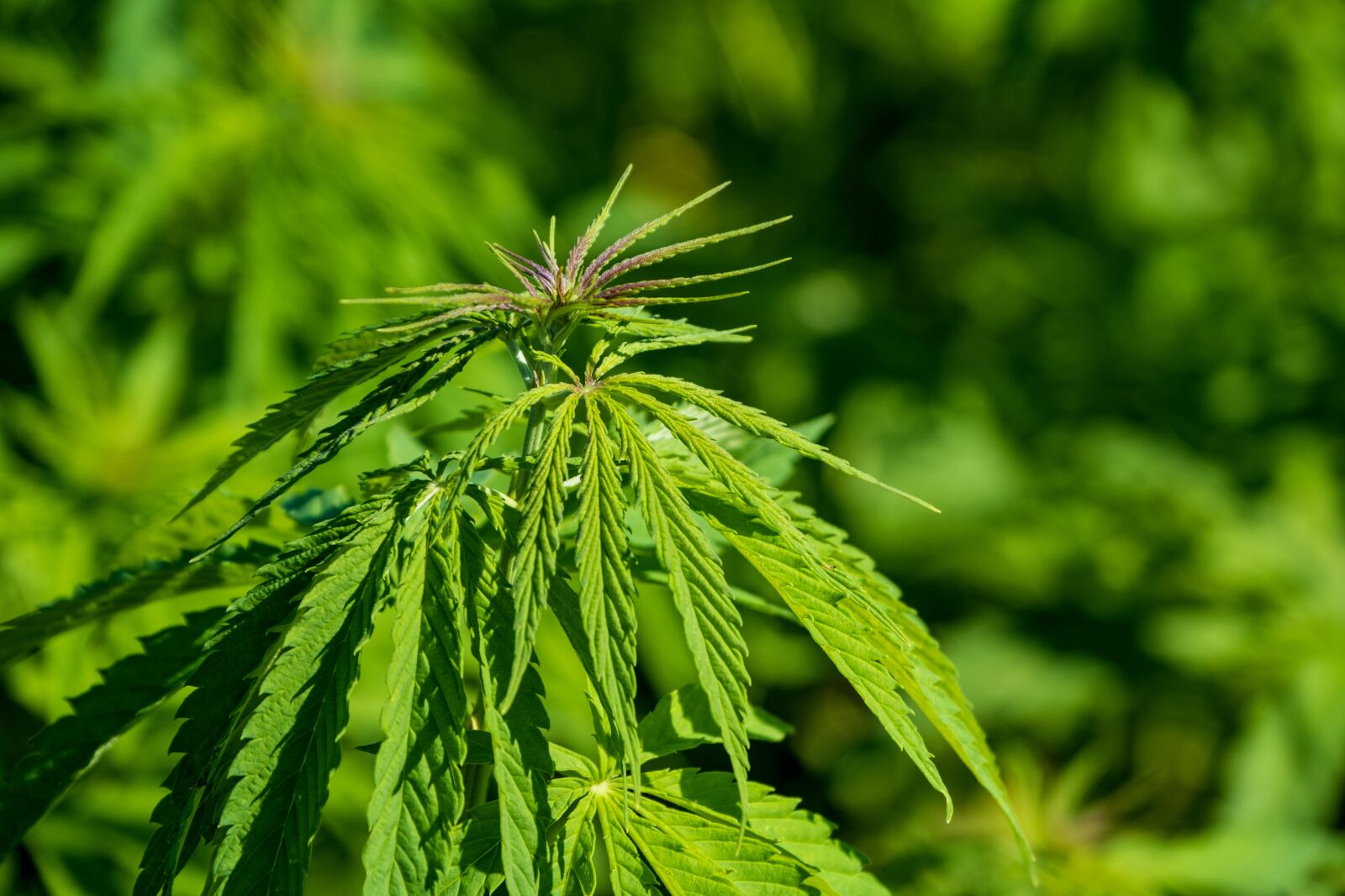 Fujifilm X-T3 sample photo. Hemp, cannabis, plant photography