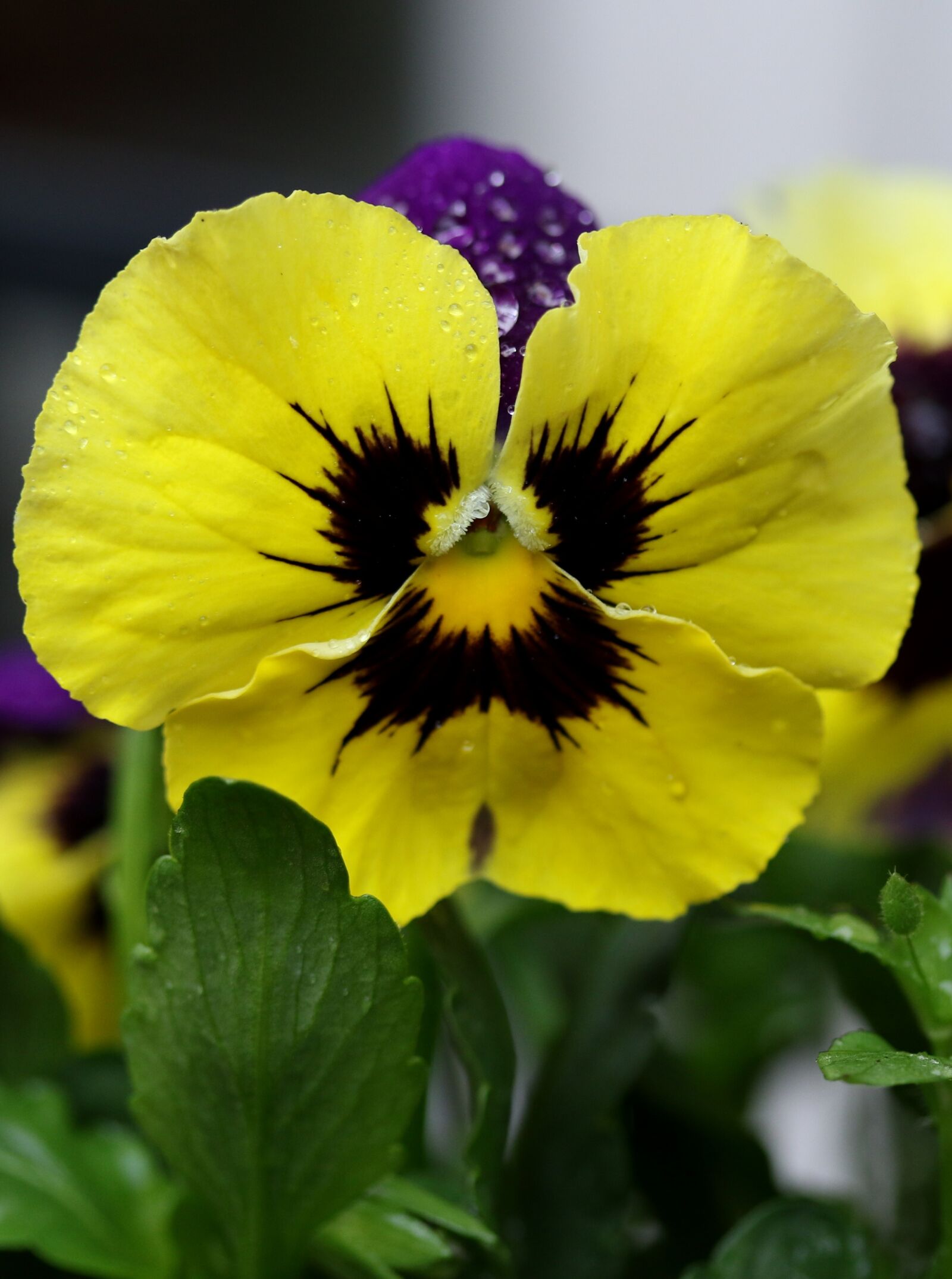 Canon EF-S 60mm F2.8 Macro USM sample photo. Pansy, coloring, wet photography