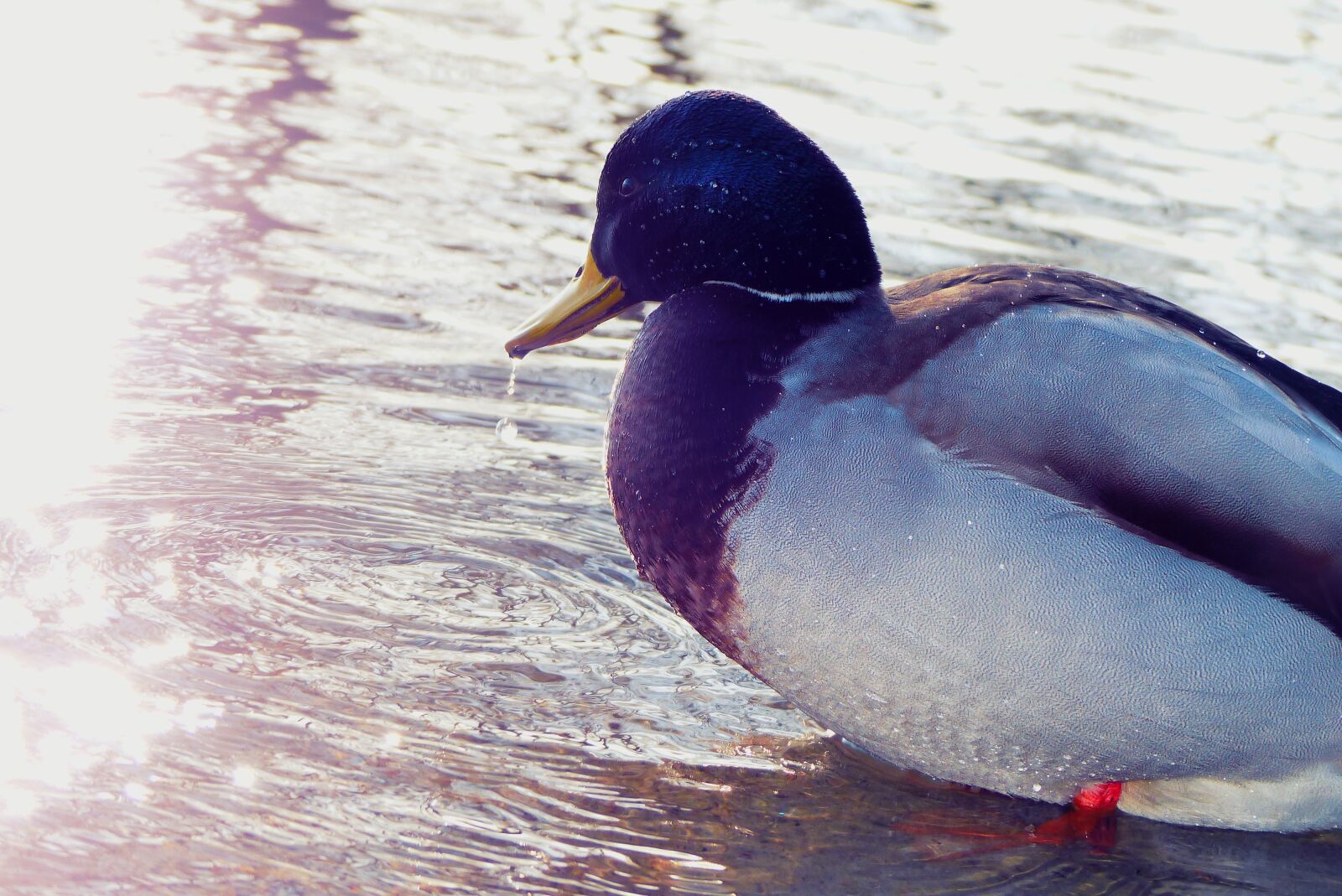 Panasonic Lumix DMC-FZ200 sample photo. Mallard duck, tom, kaczor photography