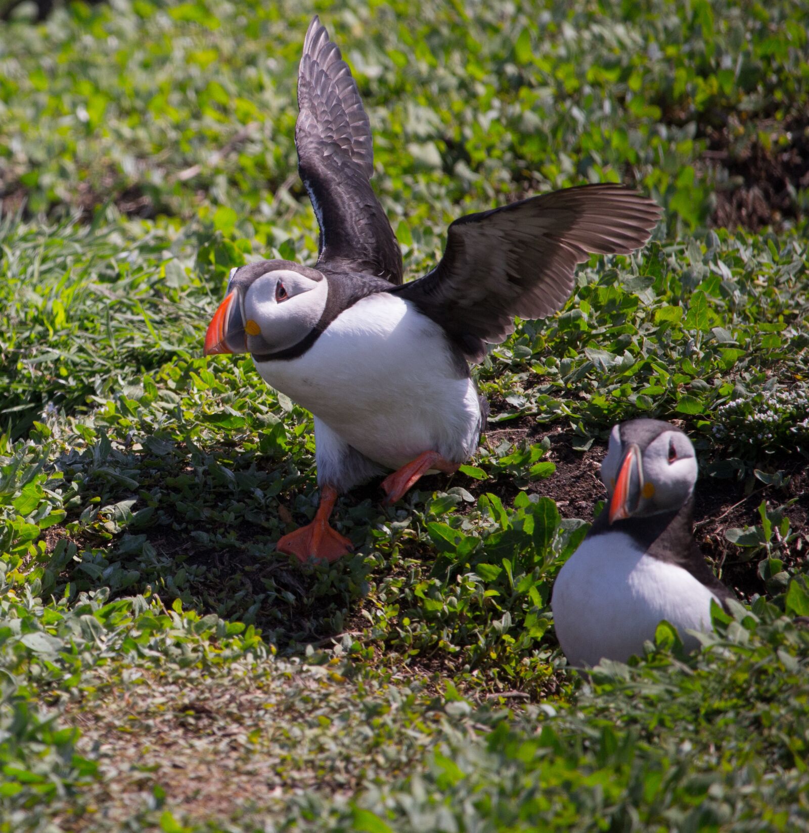 Canon EOS 700D (EOS Rebel T5i / EOS Kiss X7i) sample photo. Puffin, taking off, nesting photography