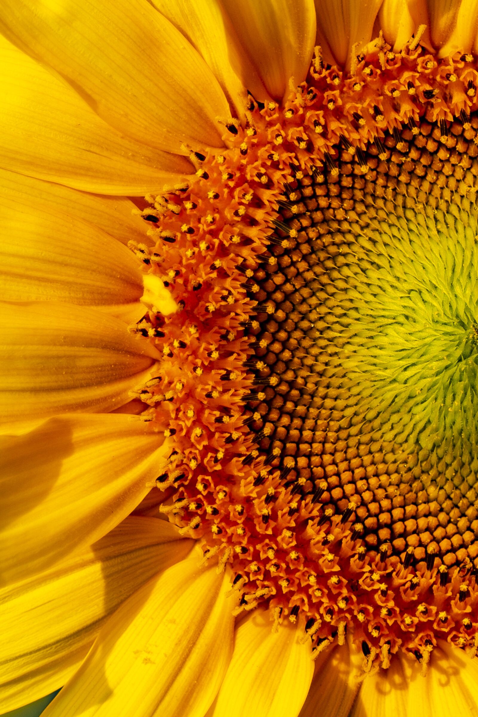 Sony a7 III + Tamron 28-75mm F2.8 Di III RXD sample photo. Flower, sunflower, nature photography