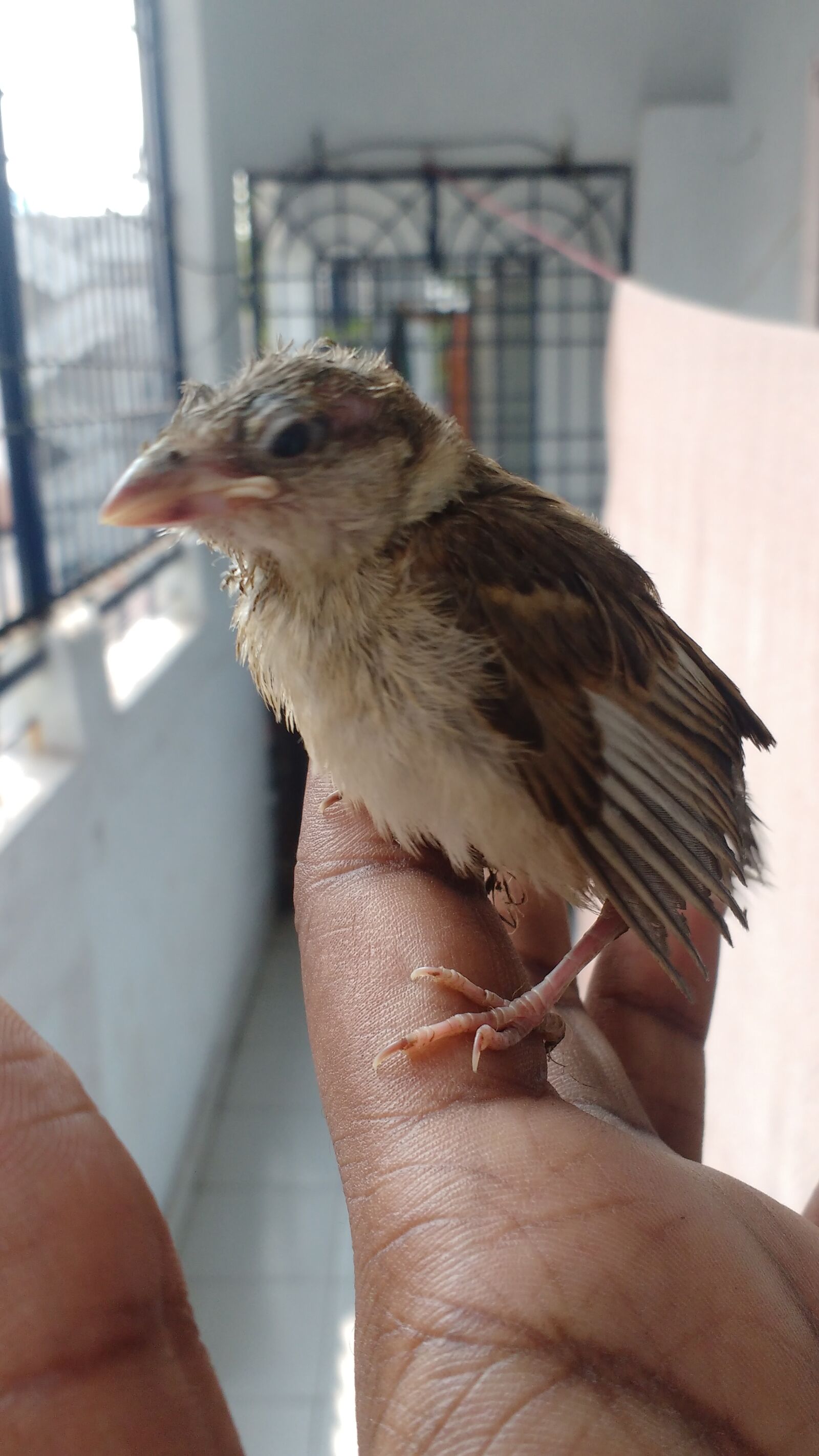 Motorola MotoG3 sample photo. Bird photography
