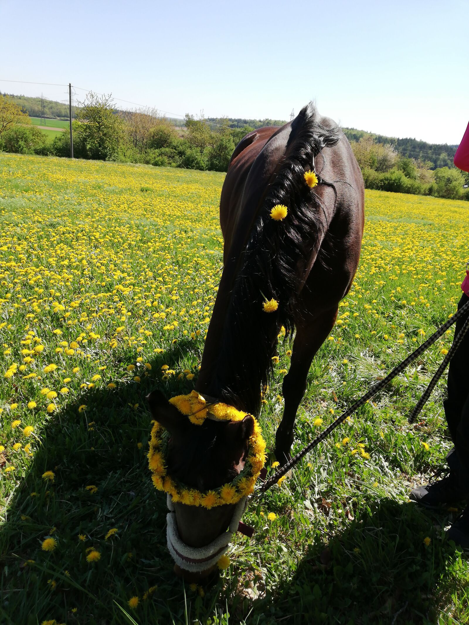 HUAWEI P20 lite sample photo. Horse, blűtenkranz, eye photography