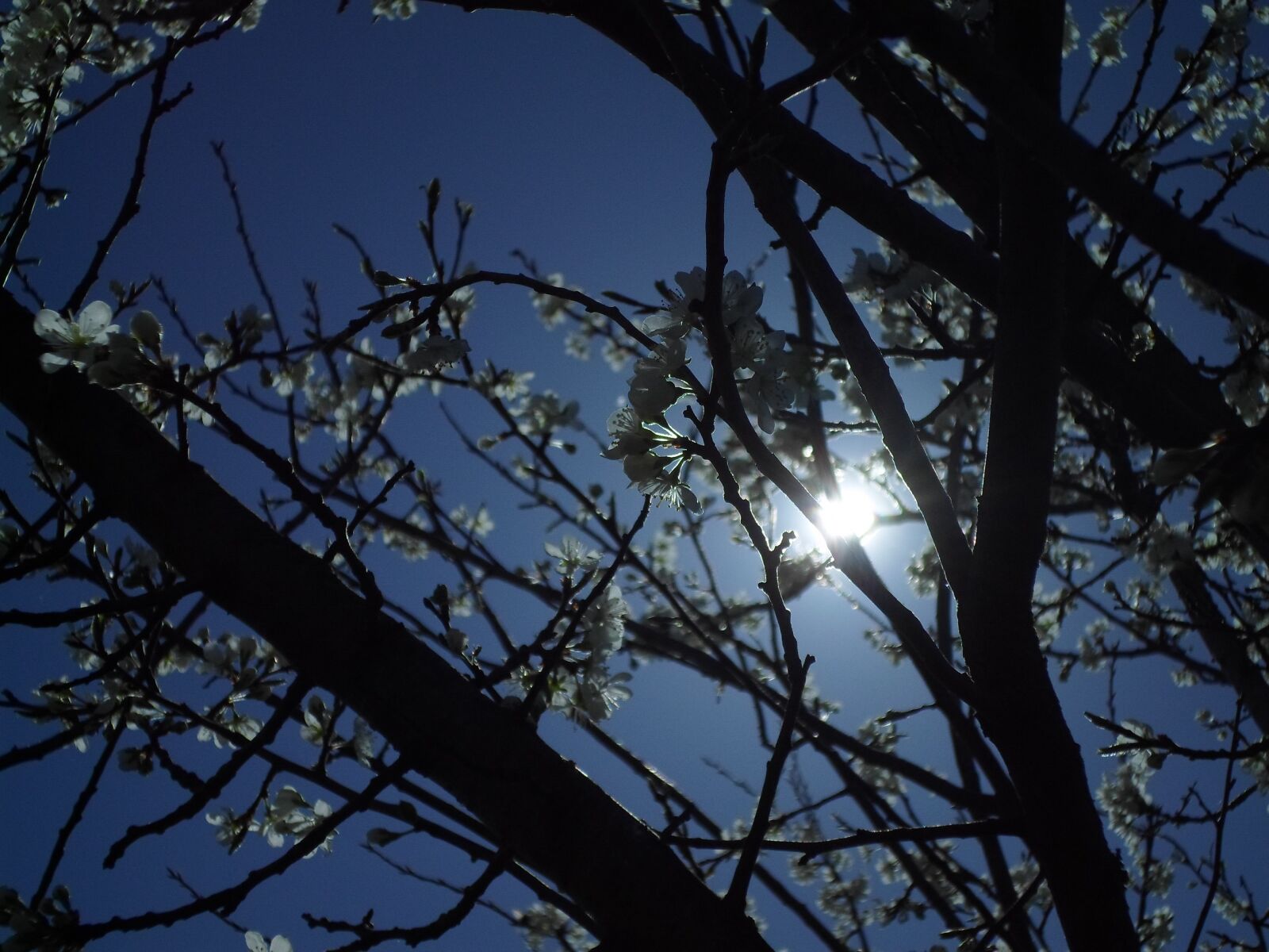 Samsung ES95 sample photo. Fruit tree, day s photography