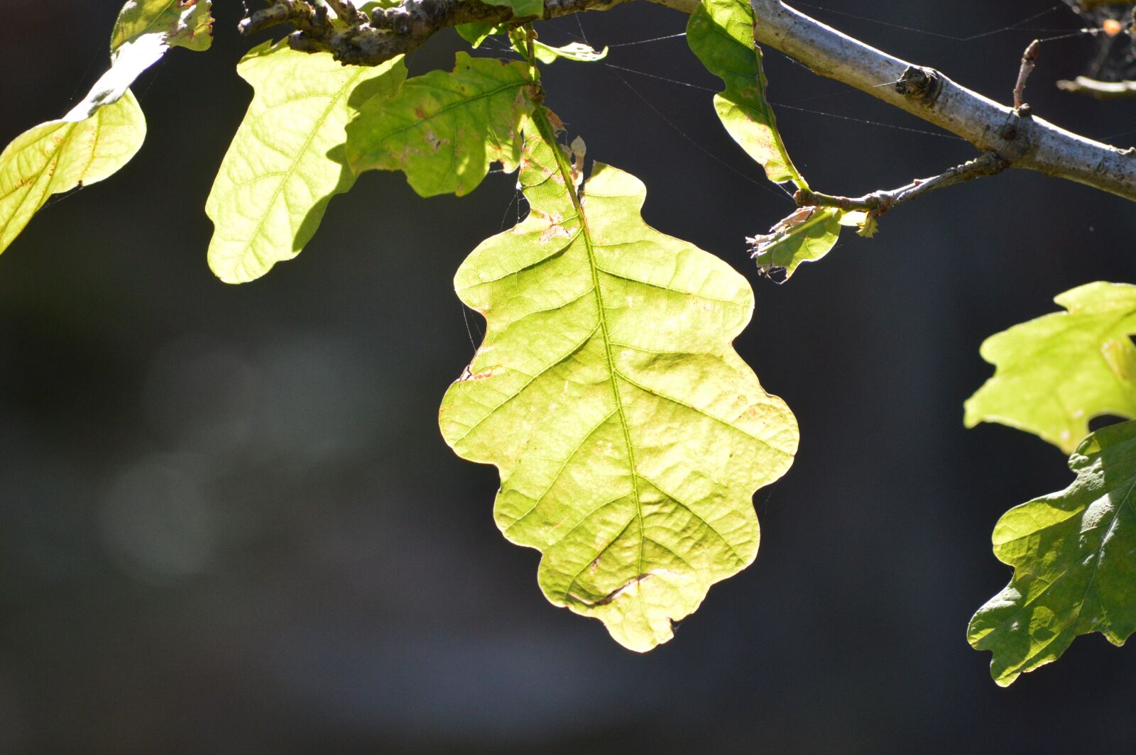 Nikon D3200 sample photo. Leaf, plant, nature photography