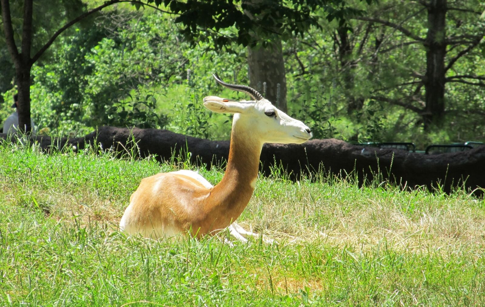 Canon PowerShot SX130 IS sample photo. Gazelle, antelope, wildlife photography