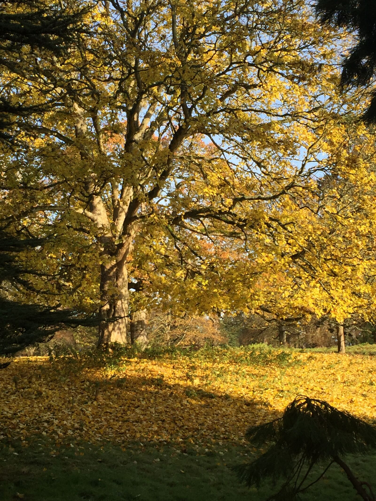 Apple iPhone 6 sample photo. Dryburgh, abbey photography