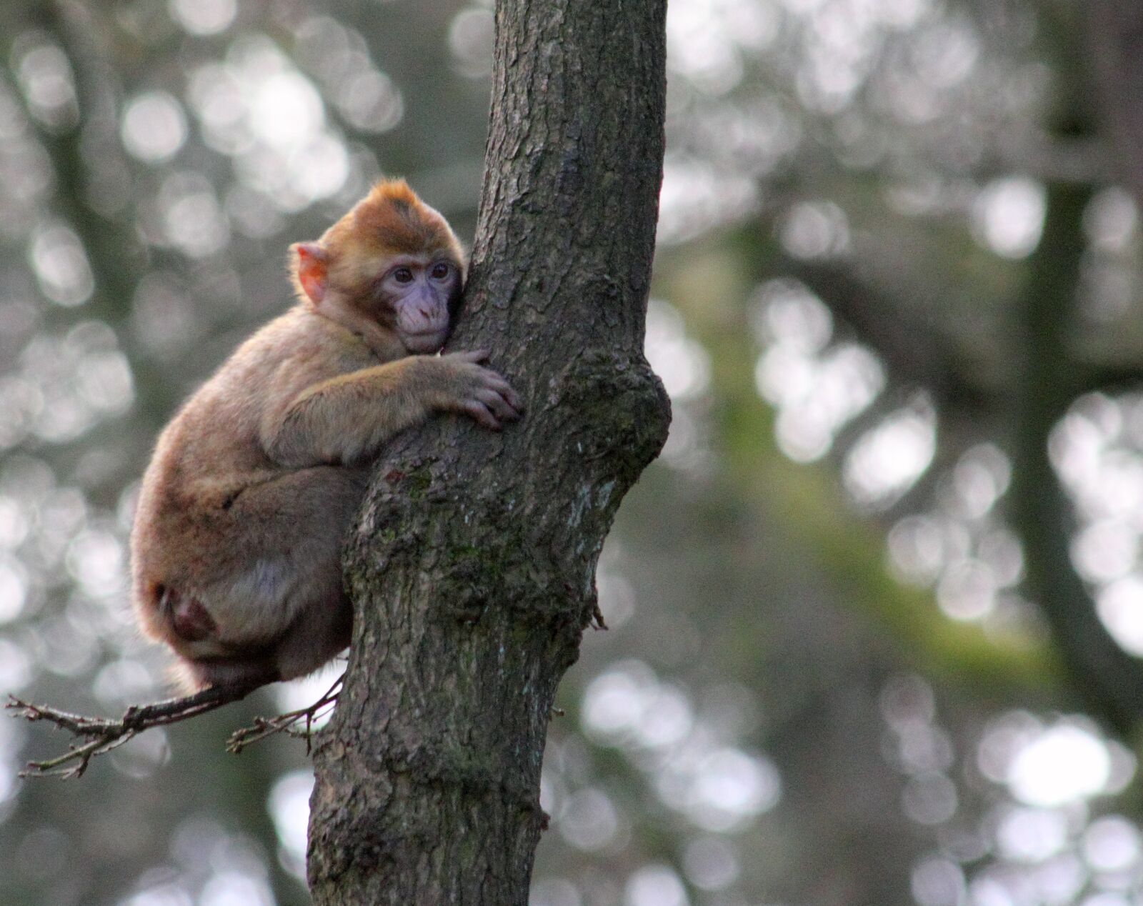 Canon EOS 550D (EOS Rebel T2i / EOS Kiss X4) sample photo. Brown, monkey, on, green photography