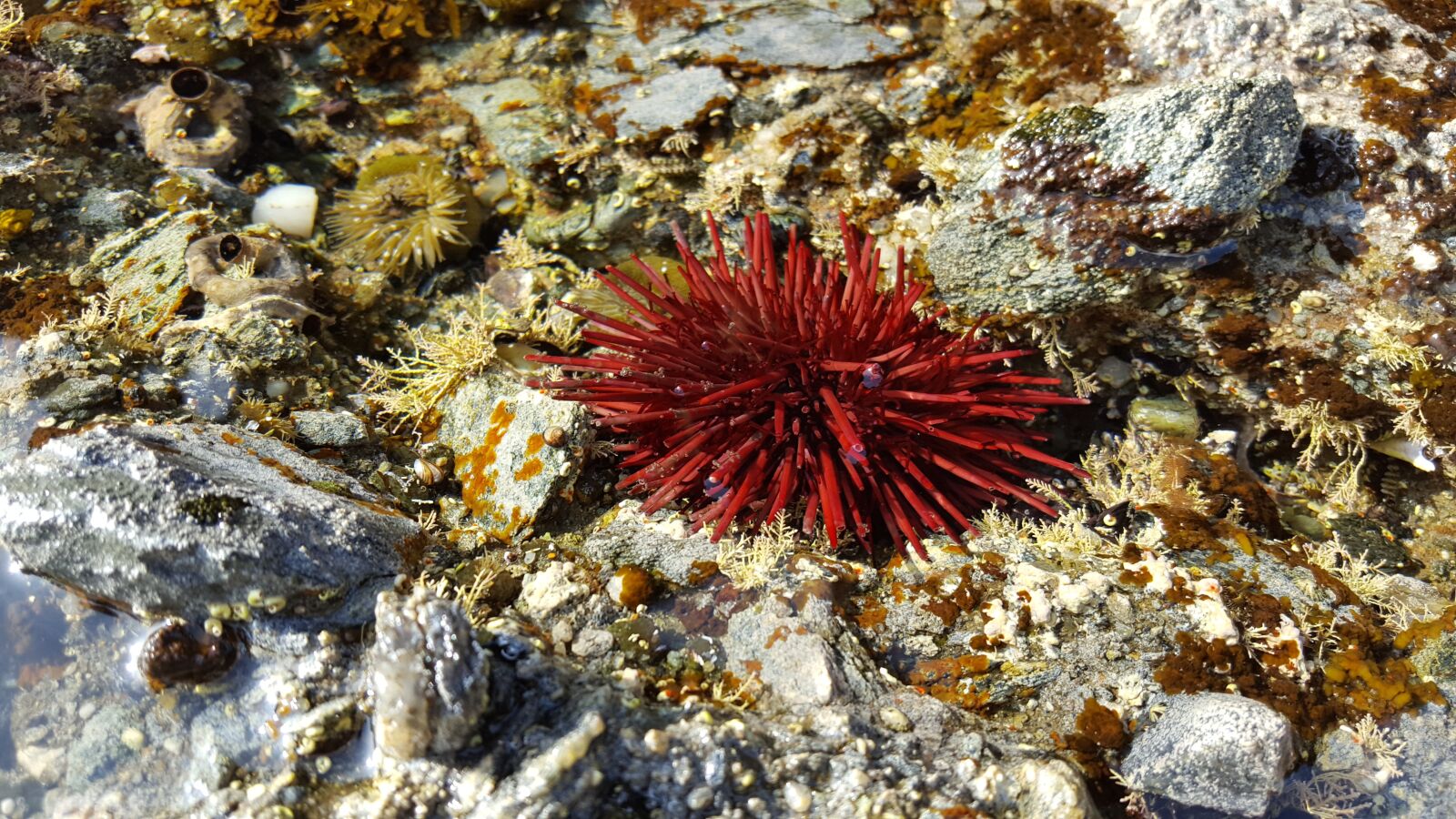 Samsung Galaxy S6 sample photo. Red sea urchin, urchin photography