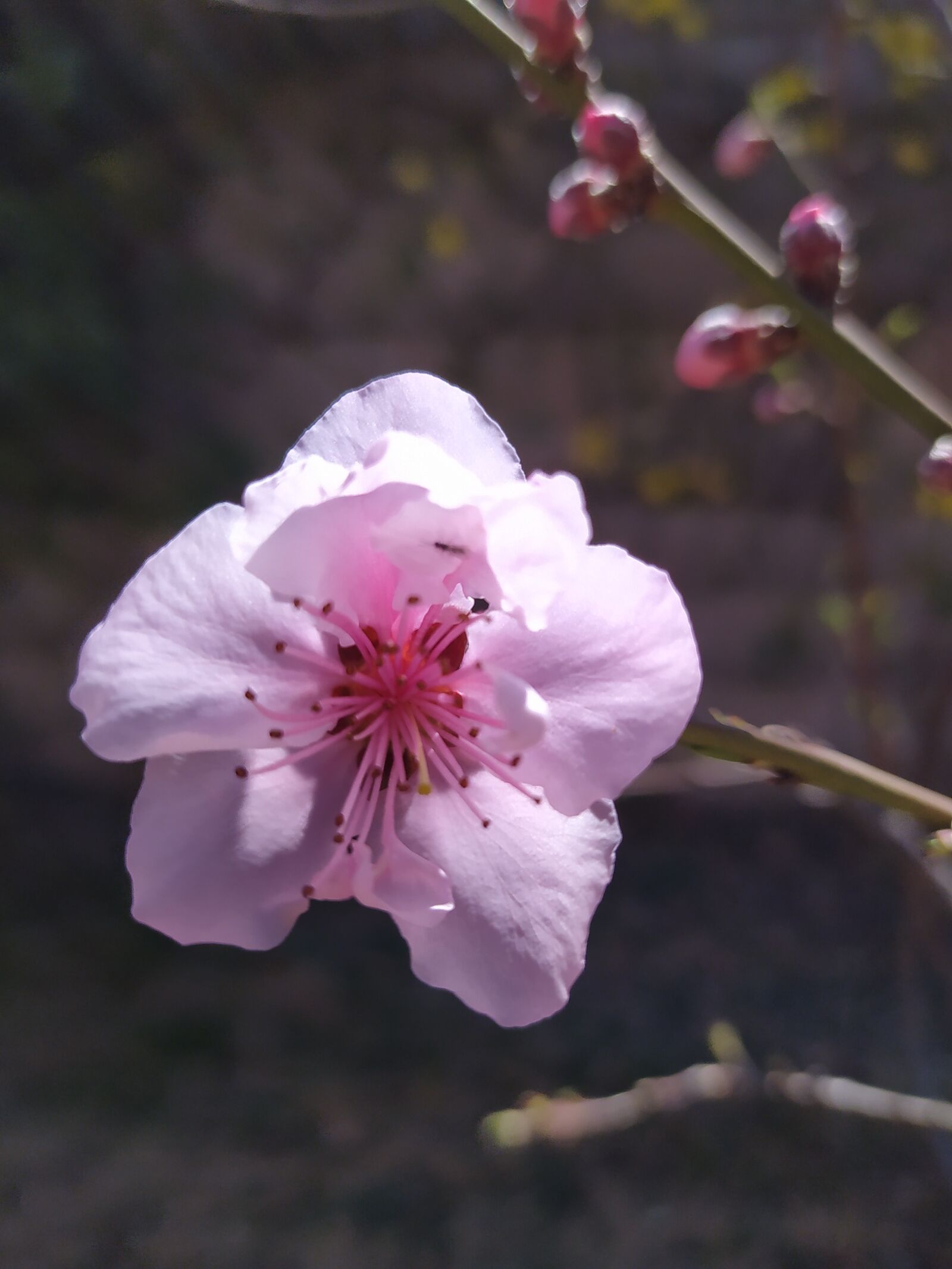 Xiaomi Redmi Note 8 sample photo. Blossom, spring, flower photography