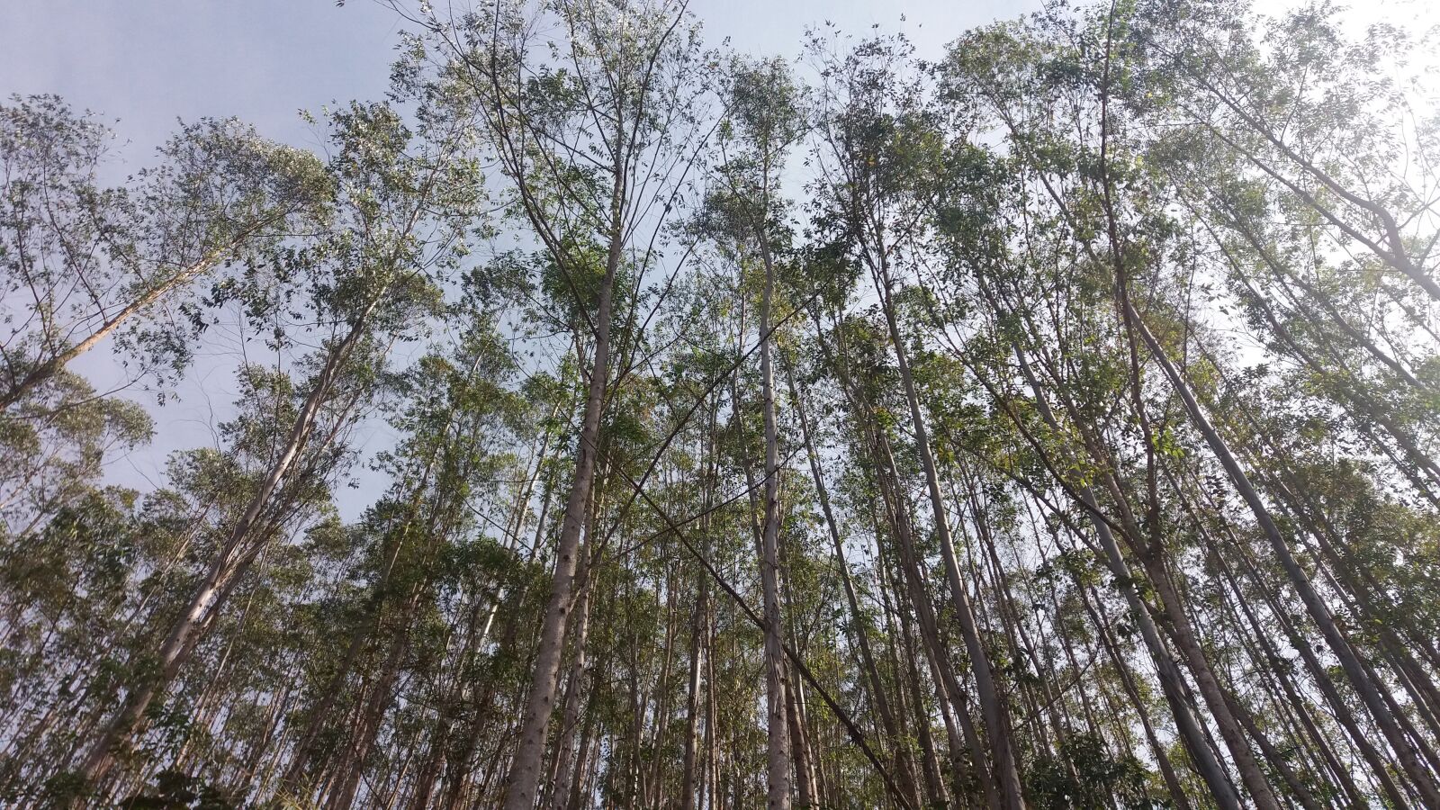 Samsung Galaxy J5 sample photo. Brazil, saw mantiqueira, pure photography