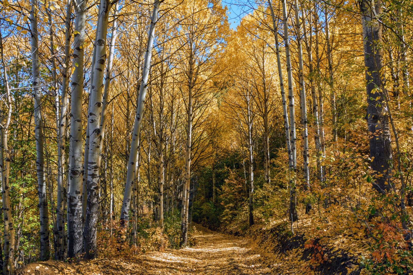 Nikon D7100 sample photo. Autumn, season, nature photography