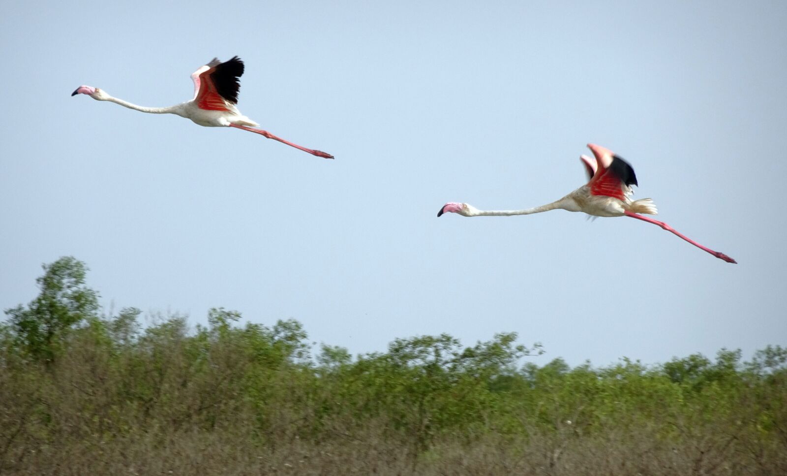 Sony Cyber-shot DSC-HX90V sample photo. Bird, greater flamingo, phoenicopterus photography
