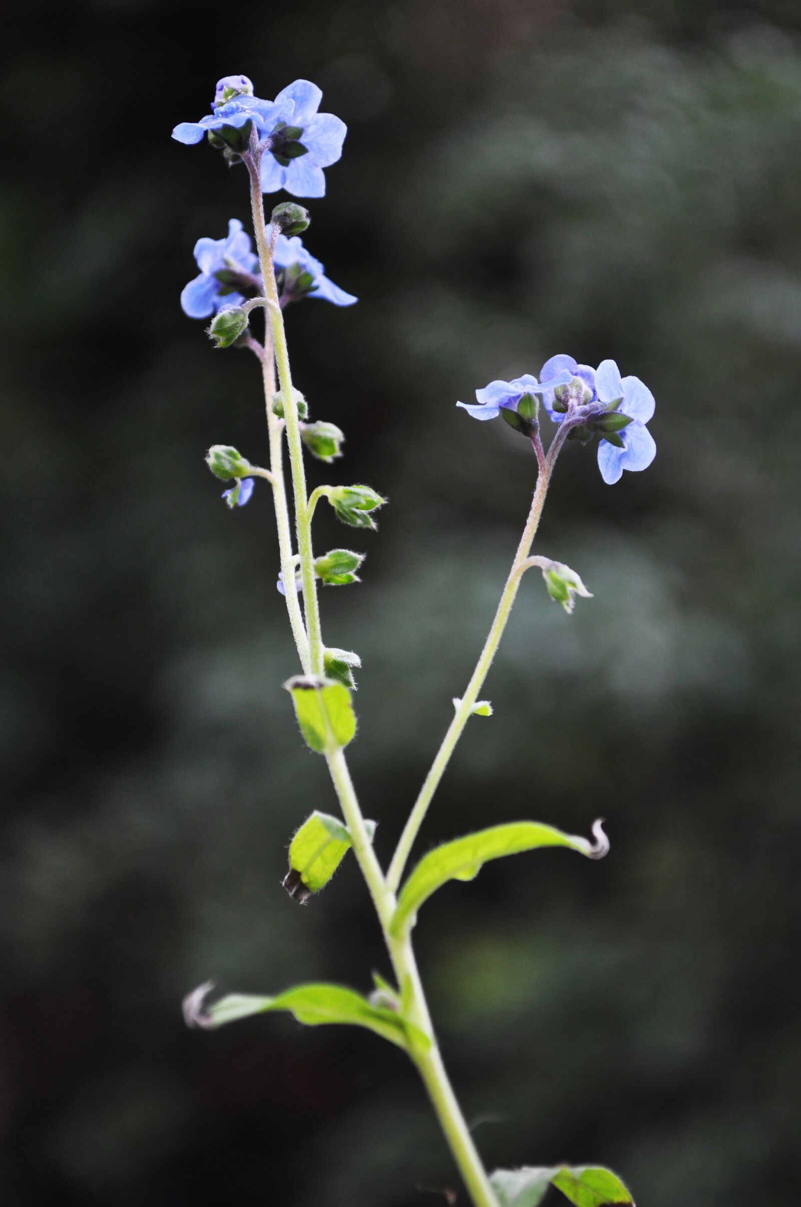 Nikon D5000 sample photo. Small, blue, flower photography