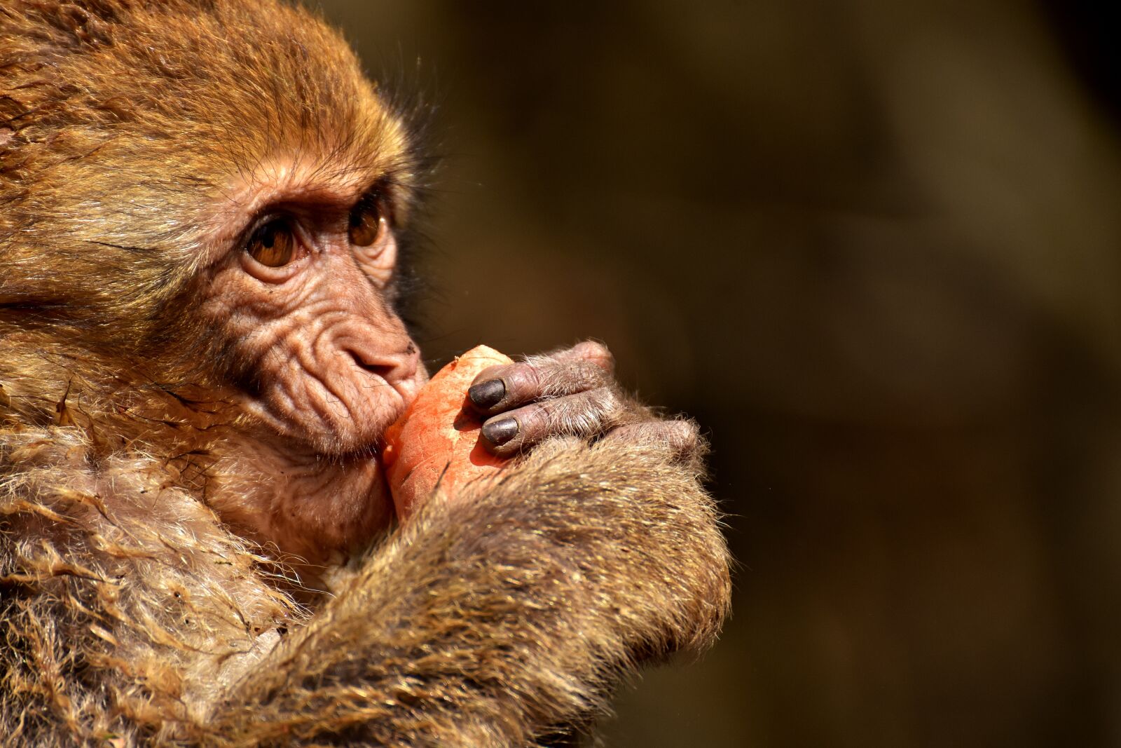 Nikon D7200 sample photo. Barbary ape, eat, carrot photography