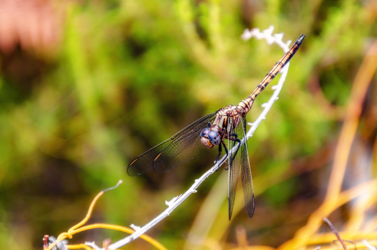 Nikon D7000 sample photo. Dragonfly, insect, wings photography