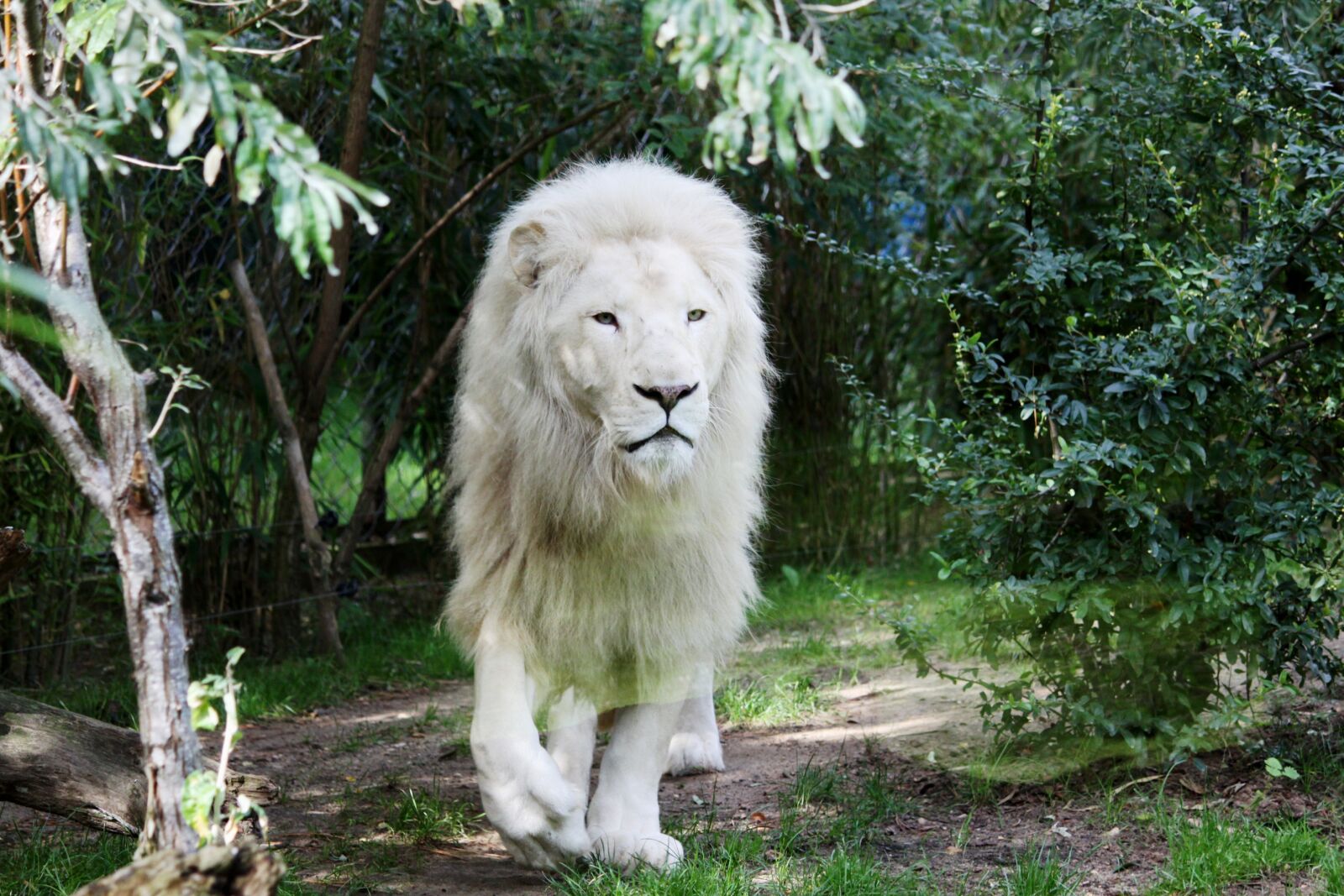 Canon EOS 50D sample photo. Lion, white lion, feline photography