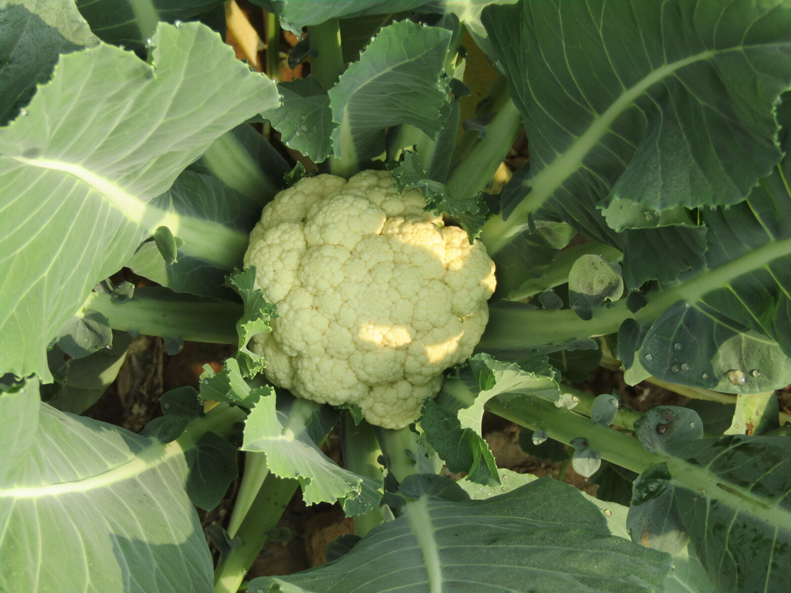 Canon PowerShot SX410 IS sample photo. Cauliflower, cauliflowerrice, cauliflowerpizza, c photography