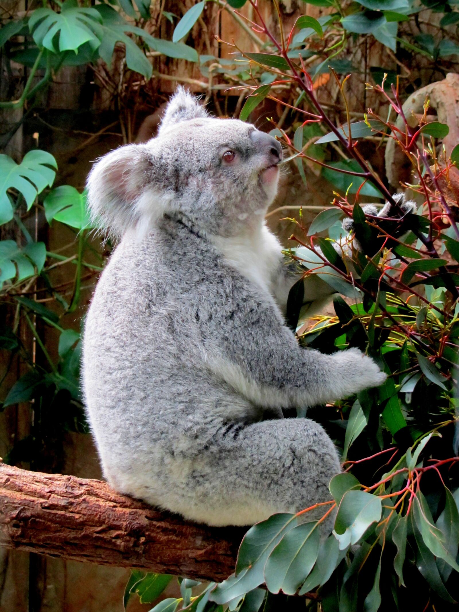 Canon PowerShot SX210 IS sample photo. Koala, zoo, purry photography