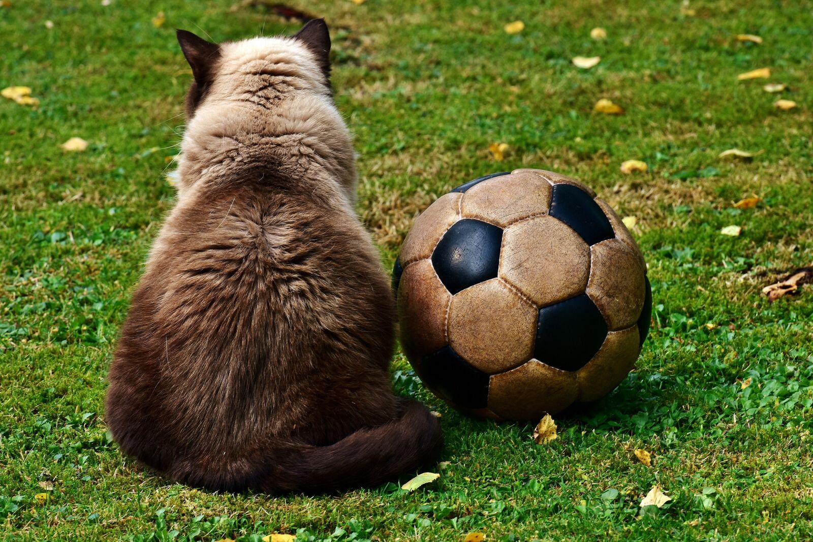Nikon D7200 sample photo. Cat, football, funny photography