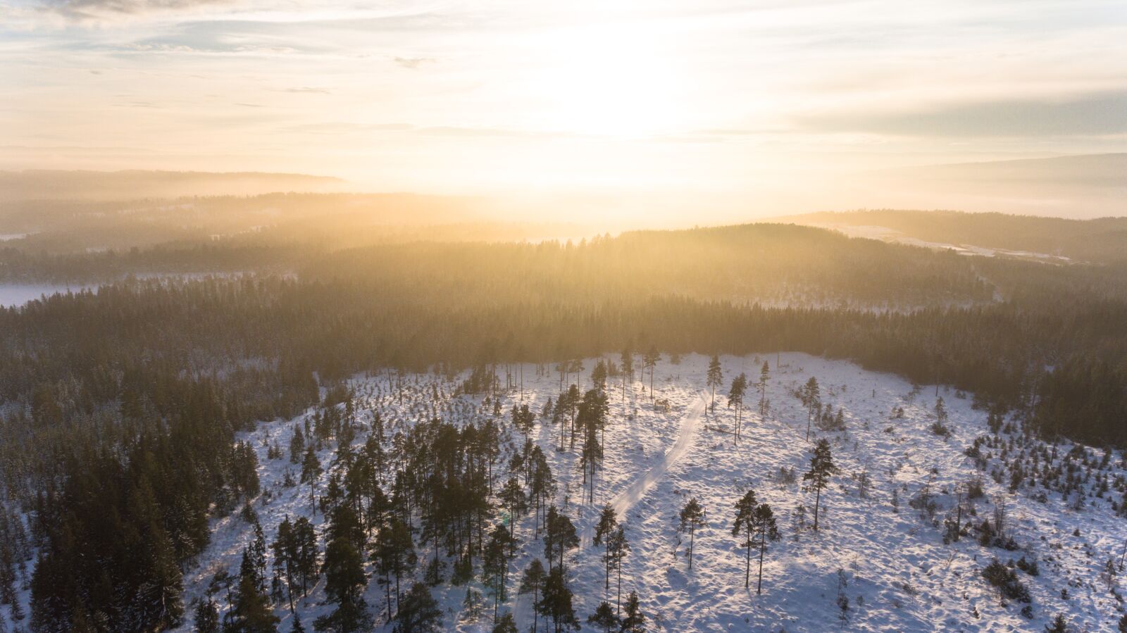 DJI FC330 sample photo. Sun, bright, forest photography