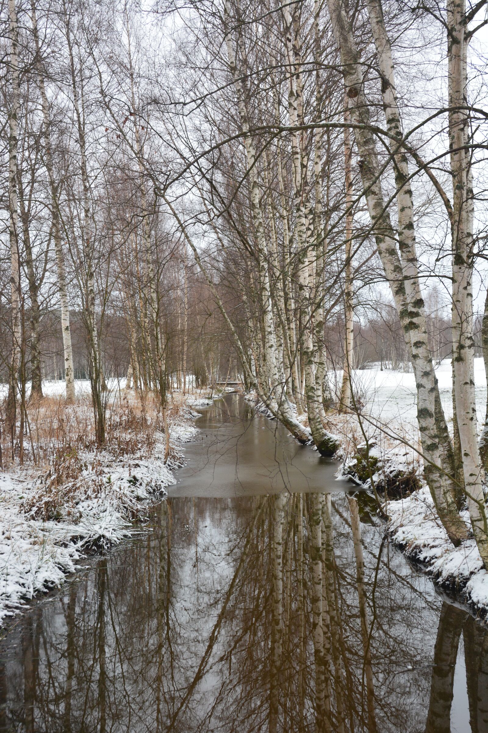 Nikon D7100 sample photo. Nature, winter, birch photography