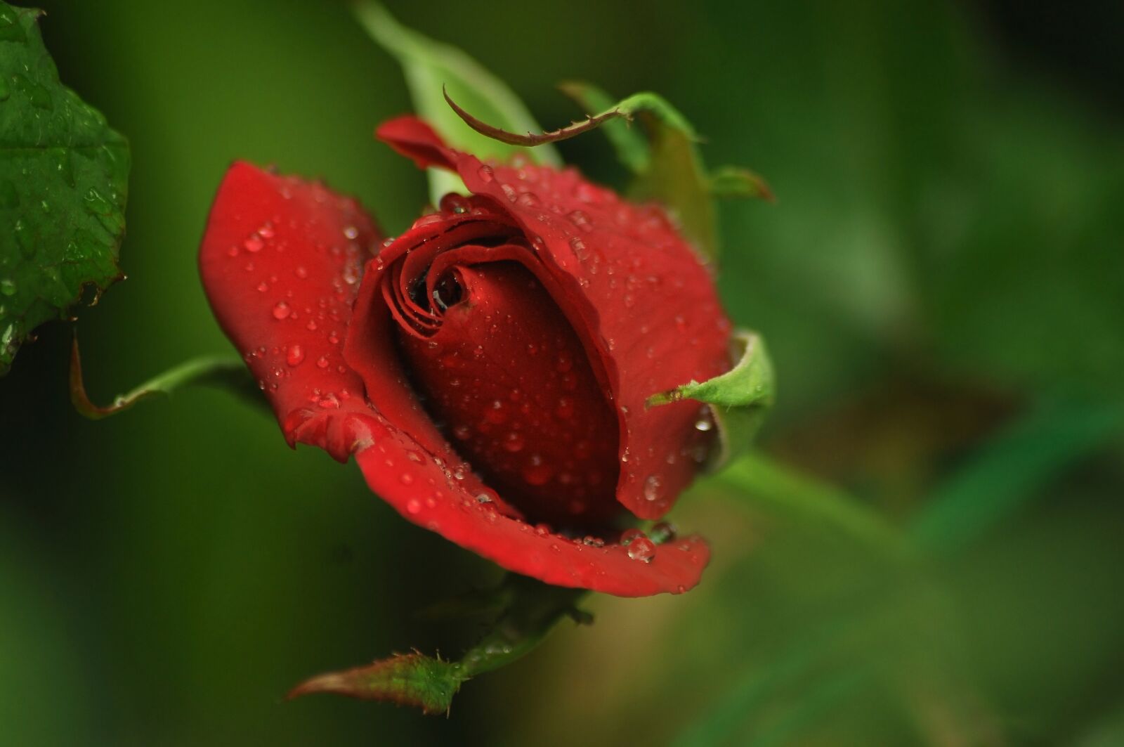 Nikon D90 sample photo. Bud, red, rose photography