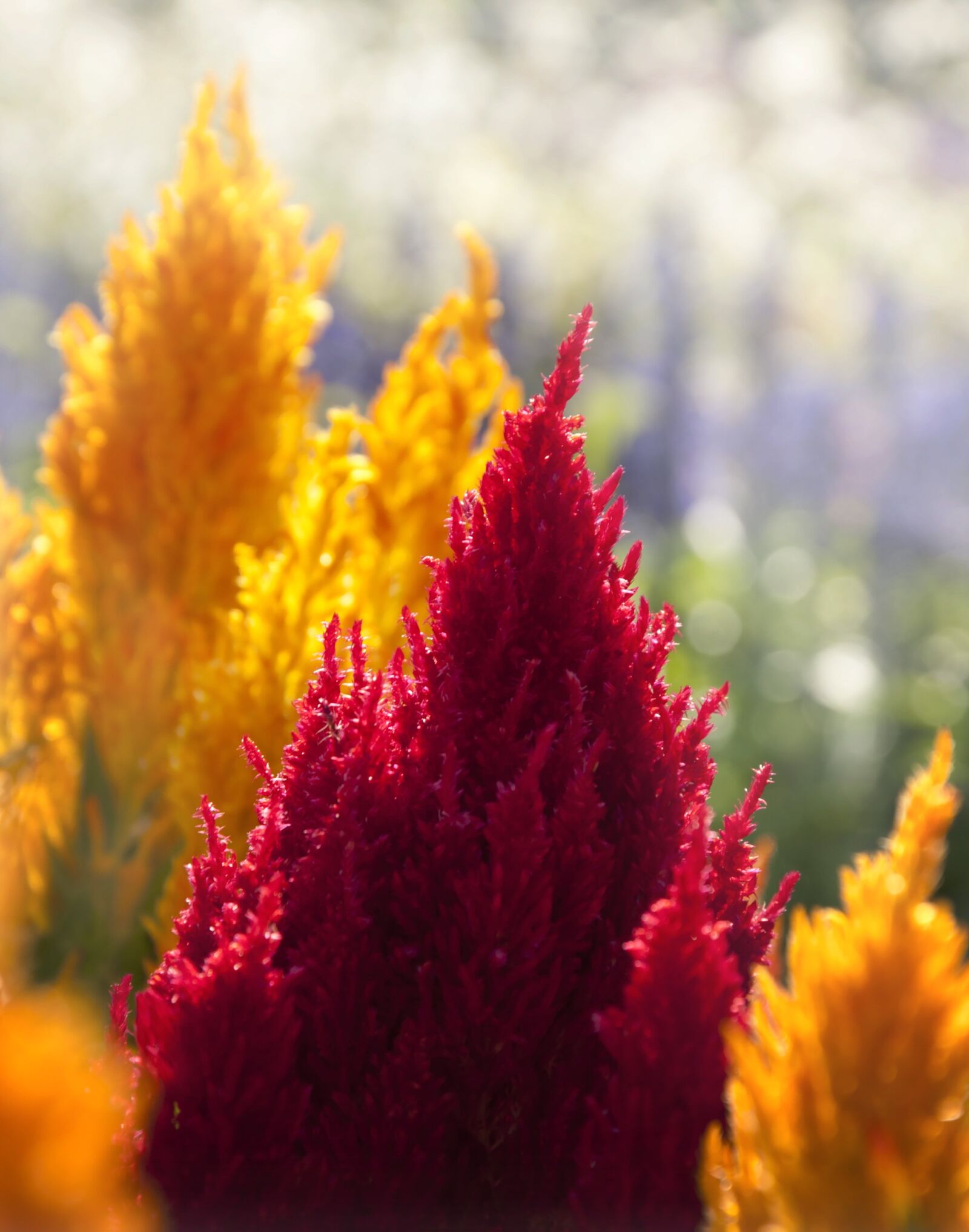 Nikon D3000 sample photo. Celosia, cockscomb, blossom photography