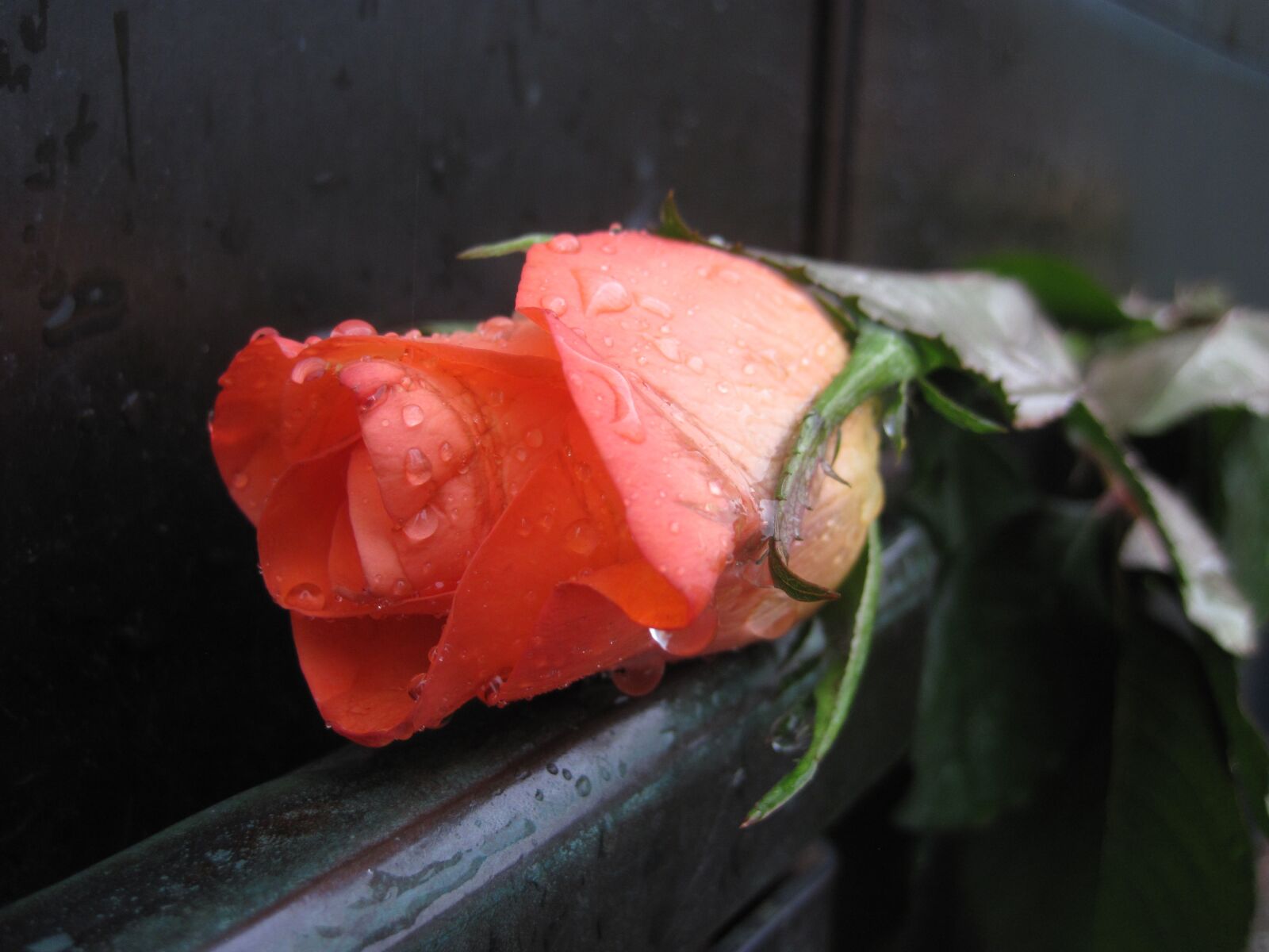 Canon PowerShot D10 sample photo. Rose, drop of water photography