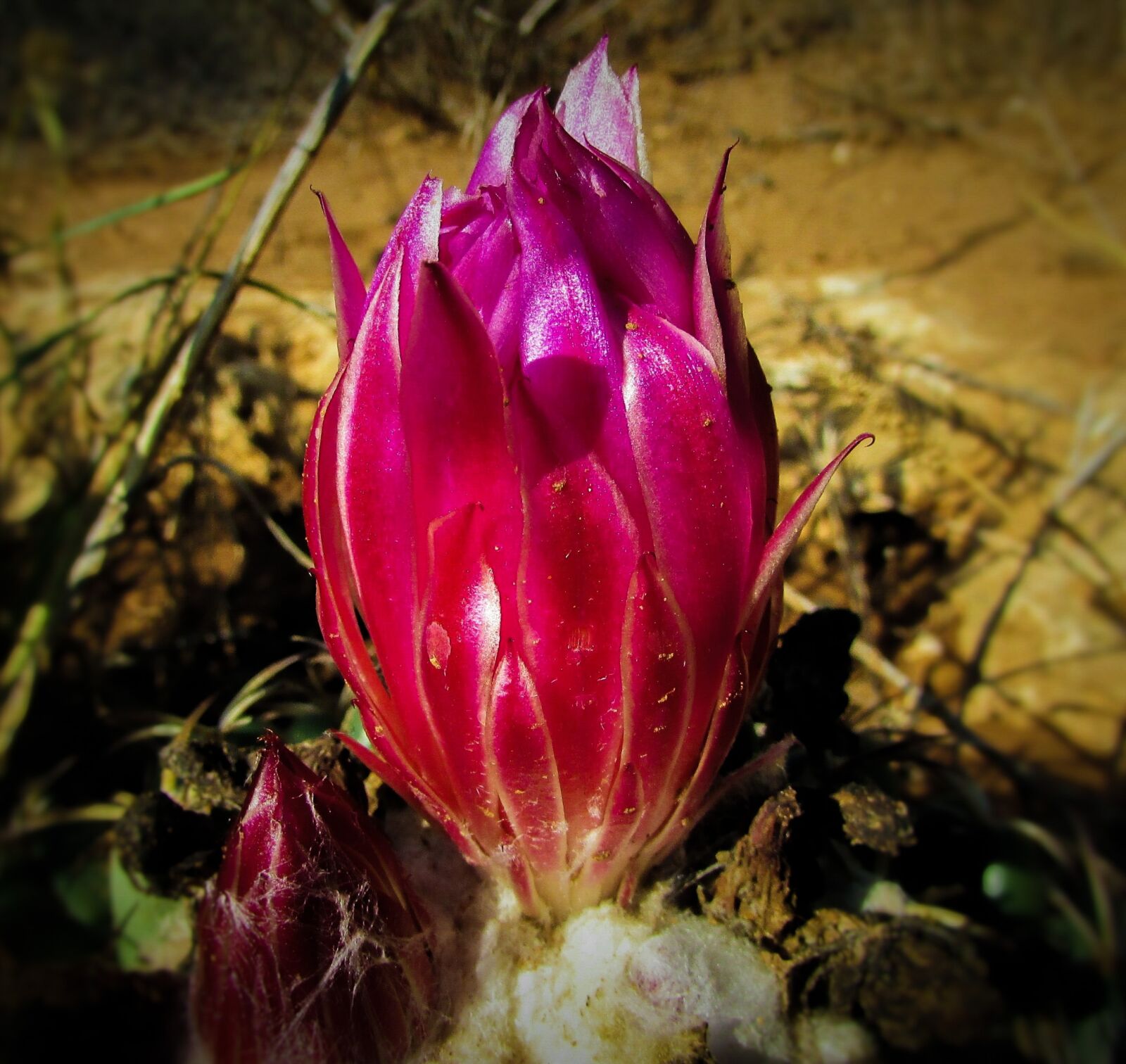 Canon PowerShot SX400 IS sample photo. Flower, cactus, plant photography