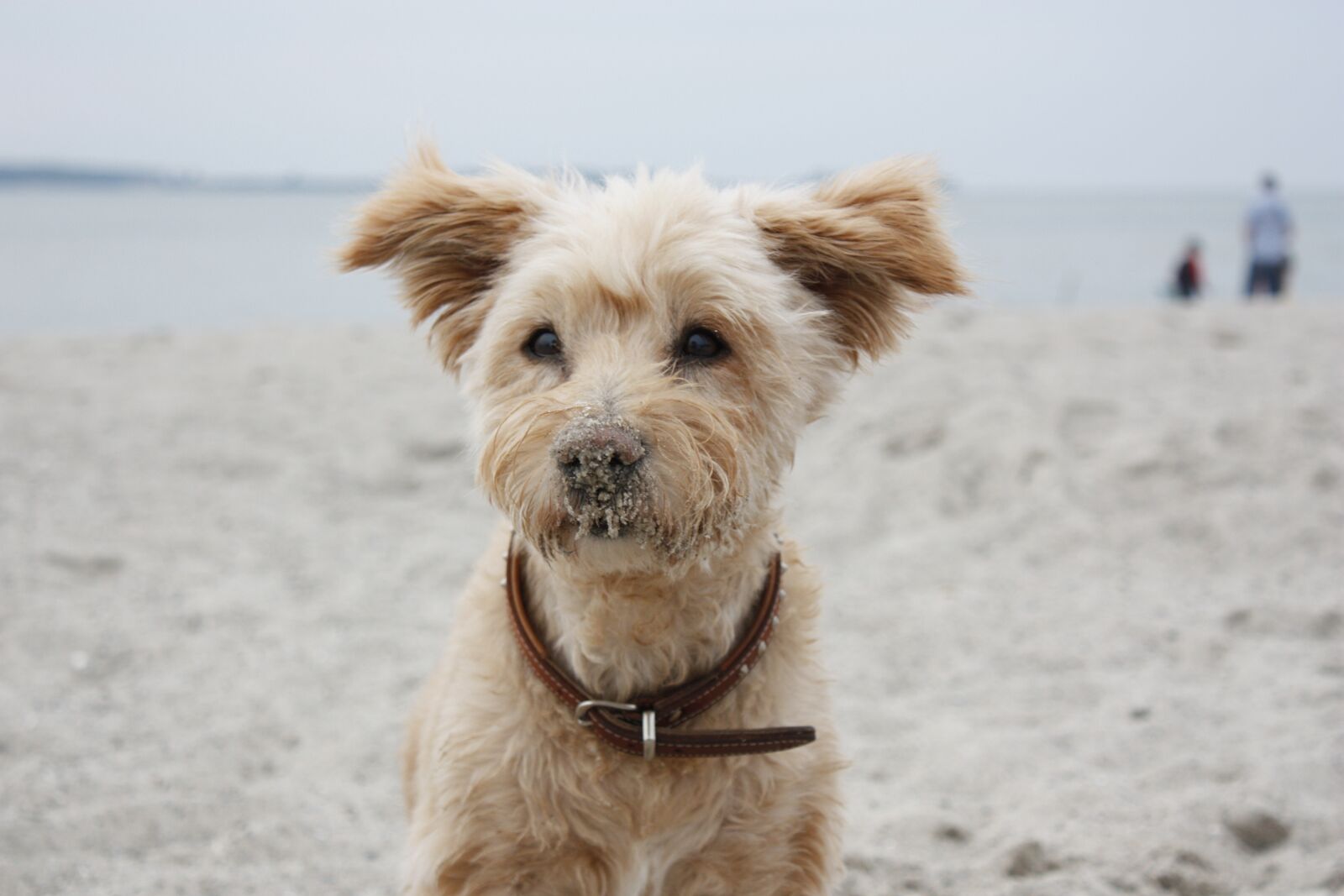 Canon EOS 450D (EOS Rebel XSi / EOS Kiss X2) sample photo. Dog, beach, sand photography