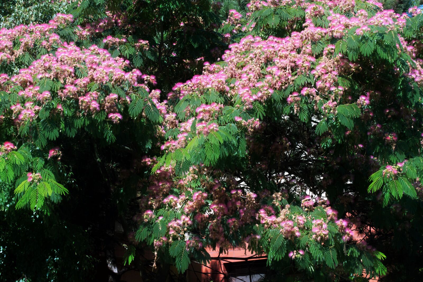 Nikon D5300 sample photo. Flowers, pink, the silk photography