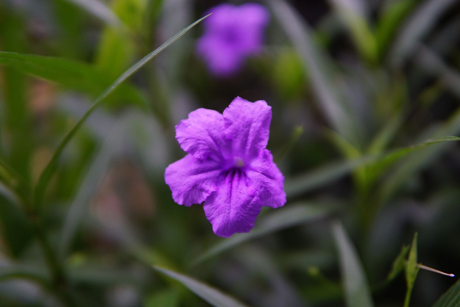 Sony a6000 sample photo. Purple, flower, blooming photography