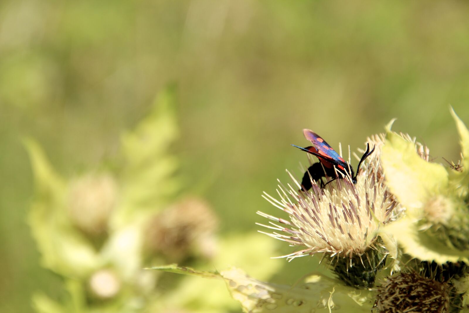 Canon EOS 600D (Rebel EOS T3i / EOS Kiss X5) sample photo. Insect, flower, meadow photography