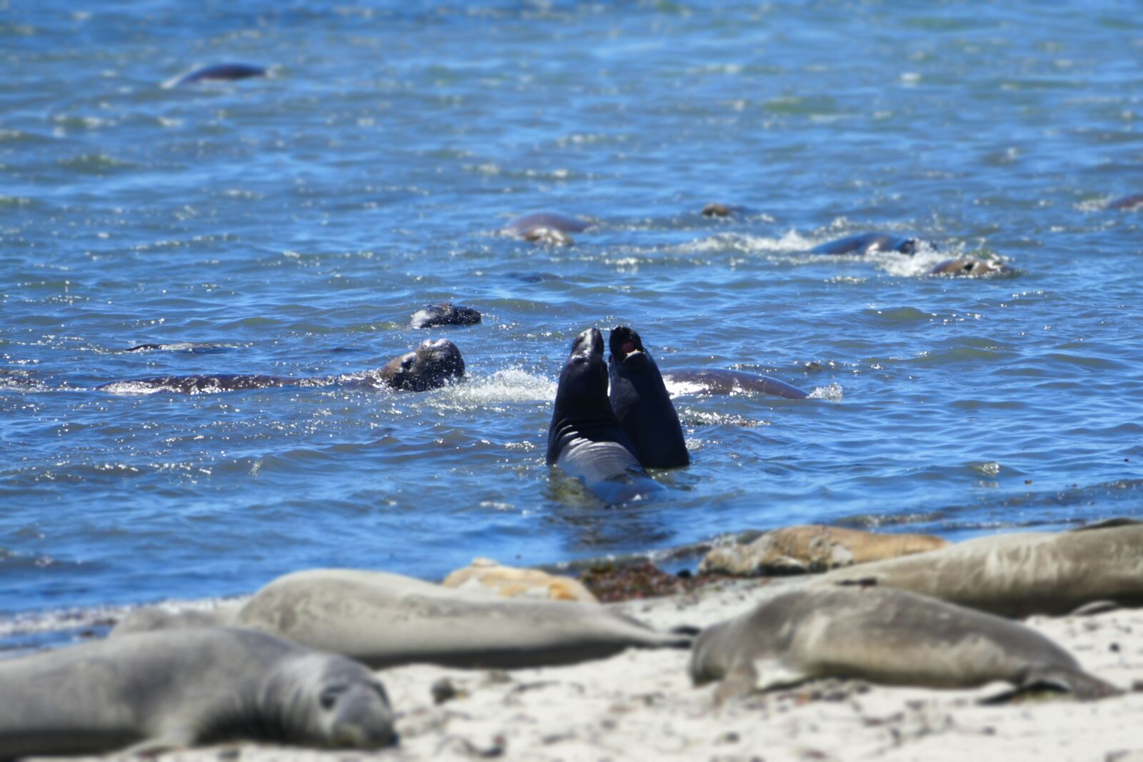 Panasonic Lumix DMC-FZ1000 sample photo. Seal, elephant, california photography