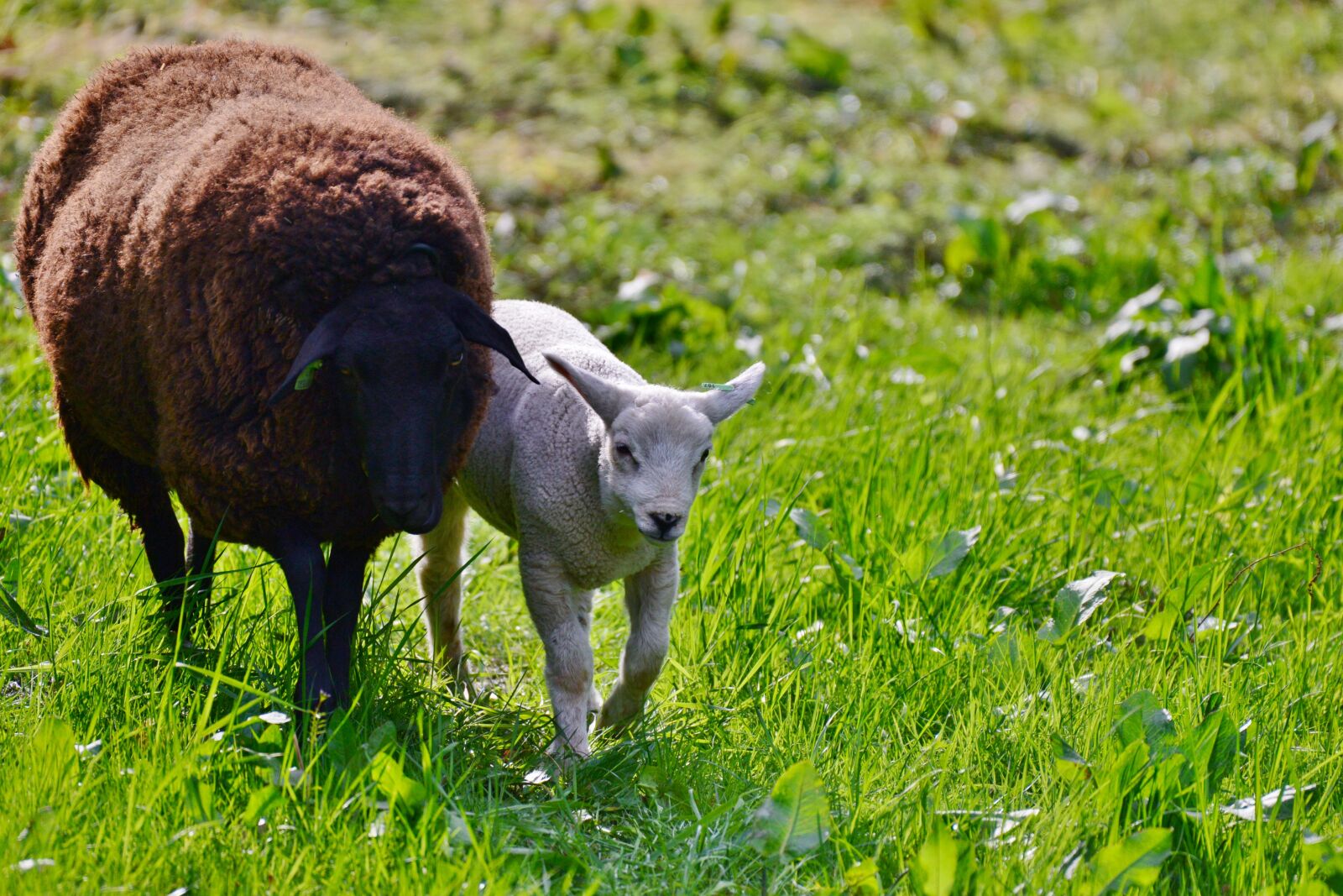 Nikon D600 sample photo. Sheep, lamb, mammal photography