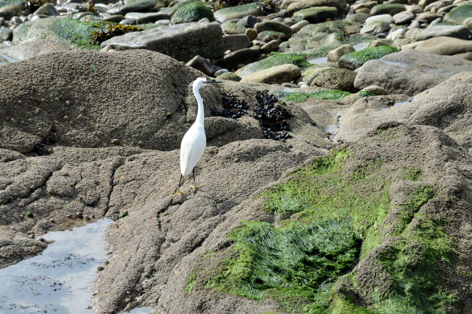 Nikon D5100 sample photo. Aigrette, animalier, faune, la photography