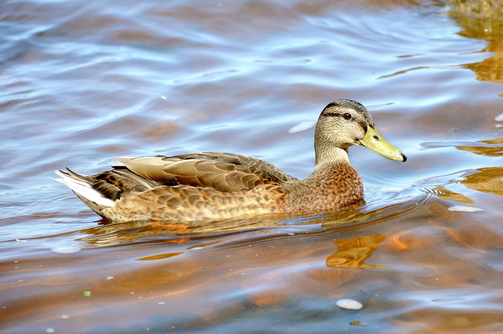 Nikon D3200 sample photo. Duck, summer, peterhof photography