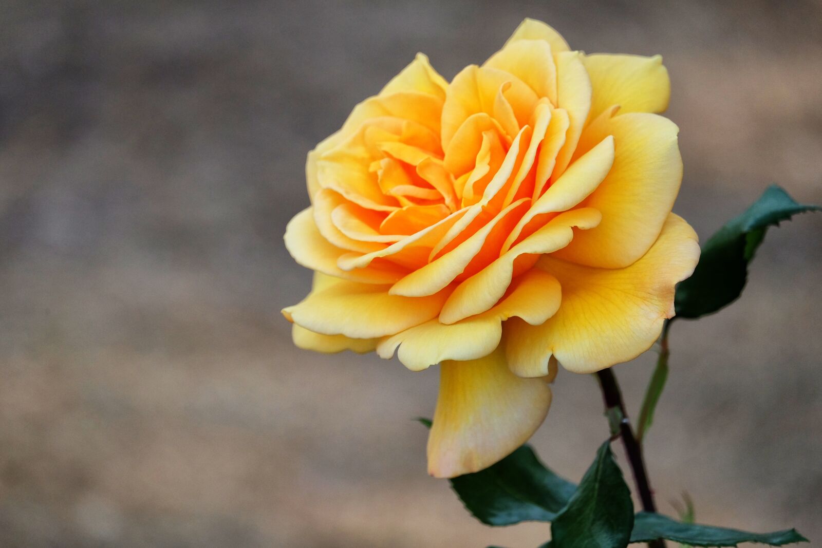 Fujifilm X-E2 sample photo. Rosa, plant, flowers photography