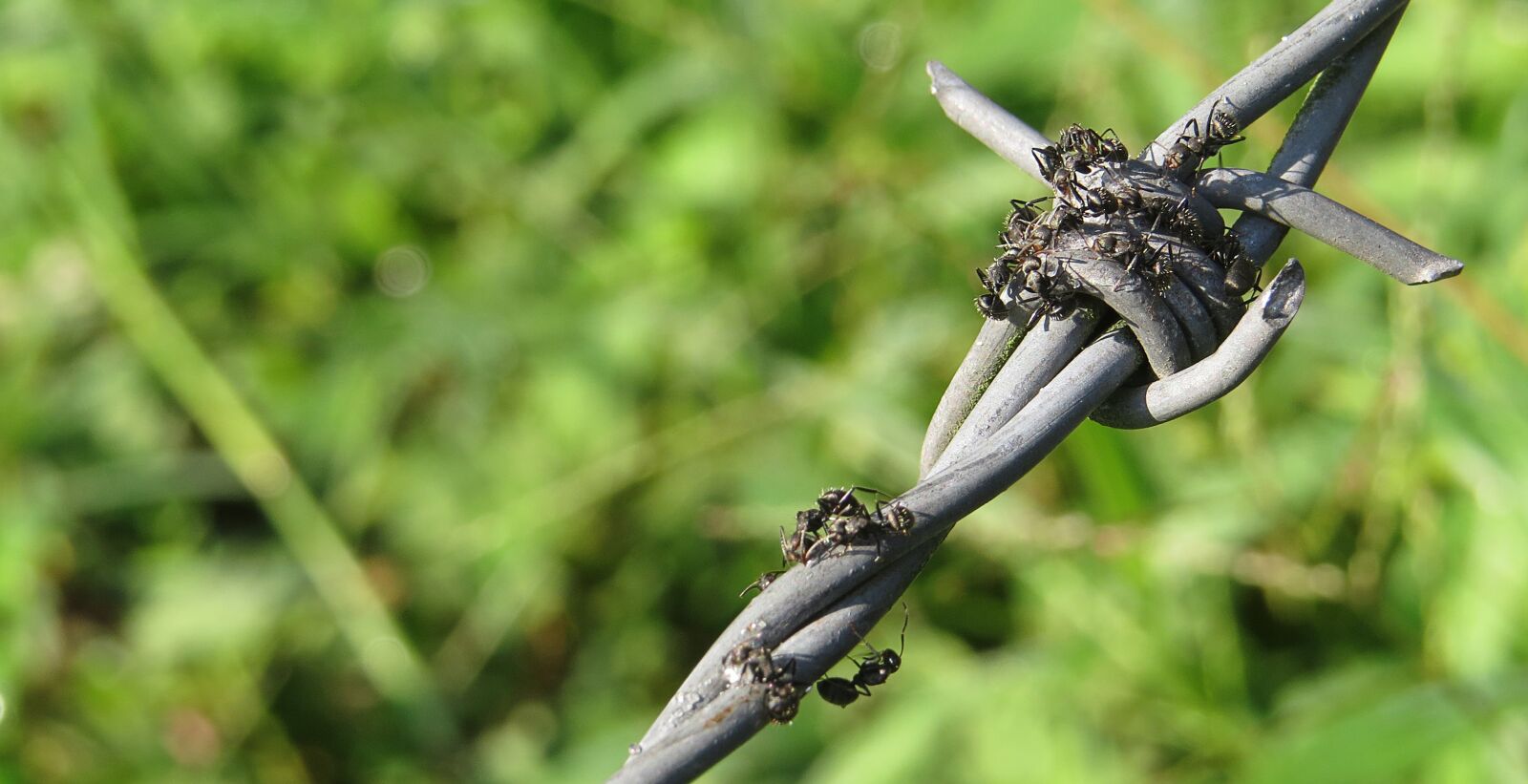 Canon PowerShot SX50 HS sample photo. Insect, macro, ant foragers photography