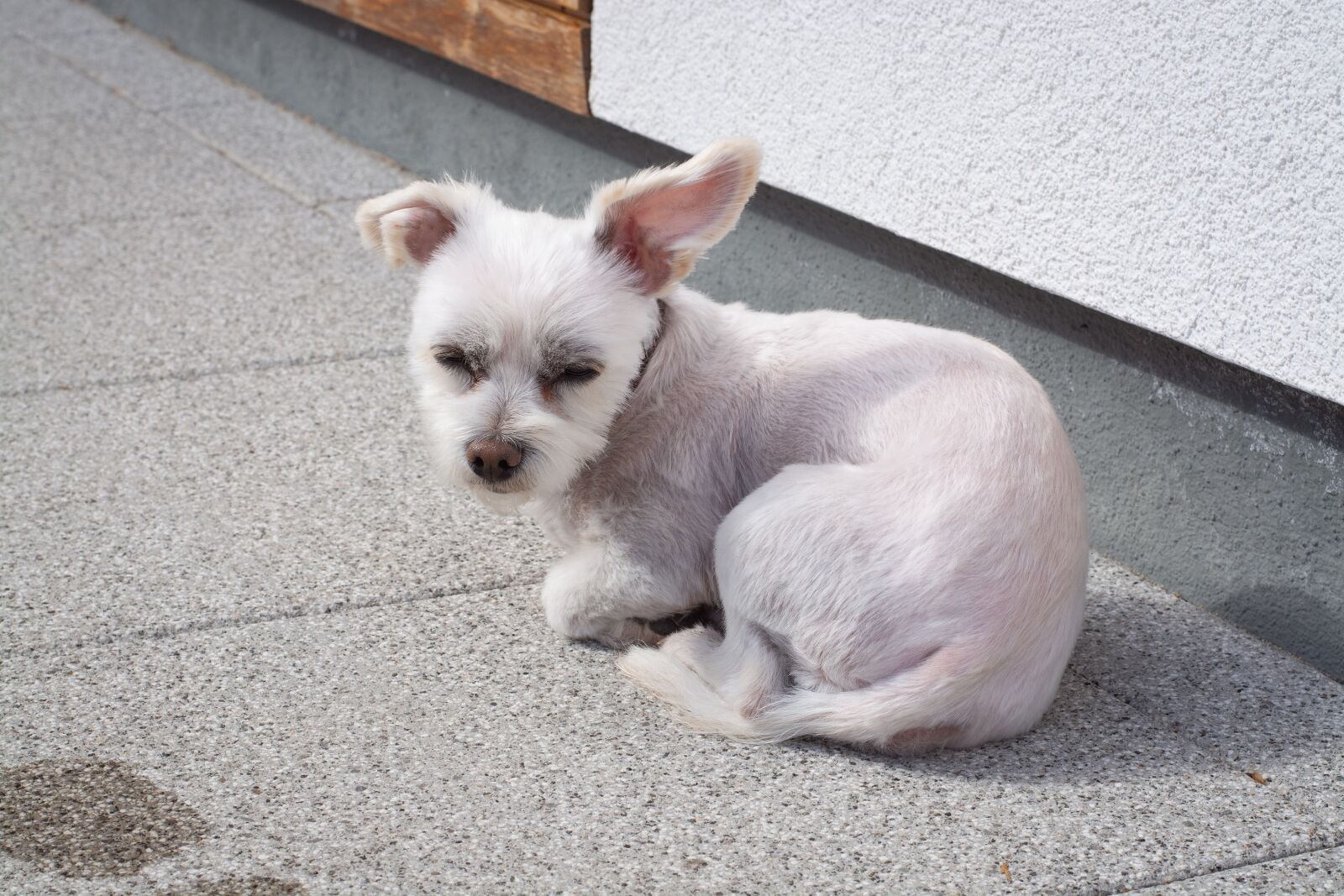 Nikon D7100 sample photo. Dog, small, white photography