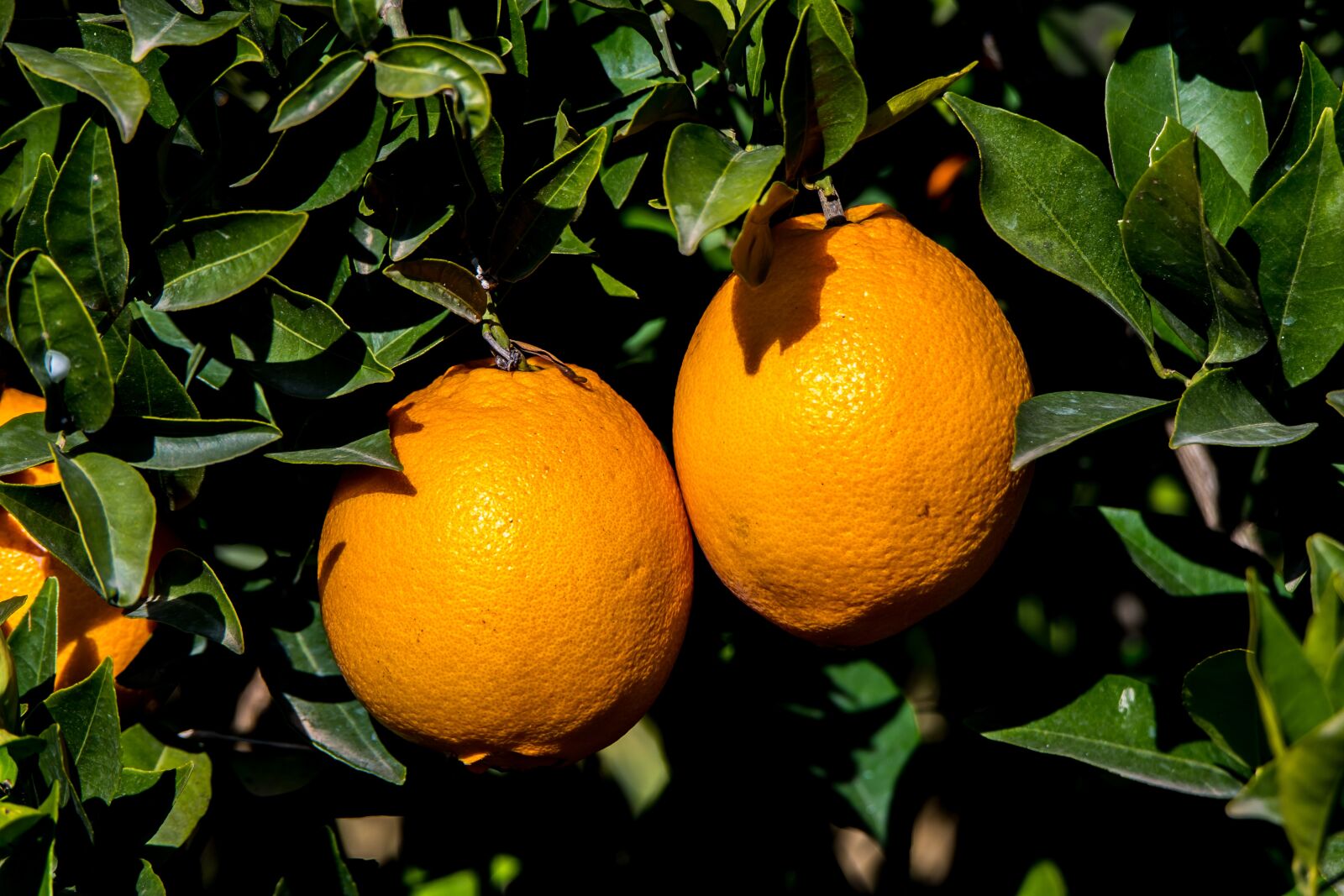 Tamron SP 150-600mm F5-6.3 Di VC USD sample photo. Orange, citrus, oranges photography