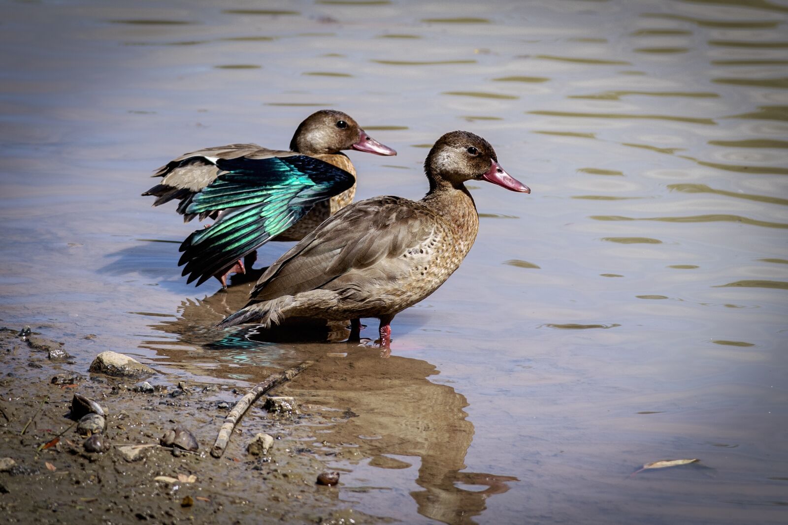 Nikon D500 sample photo. Birds, duck, lake photography