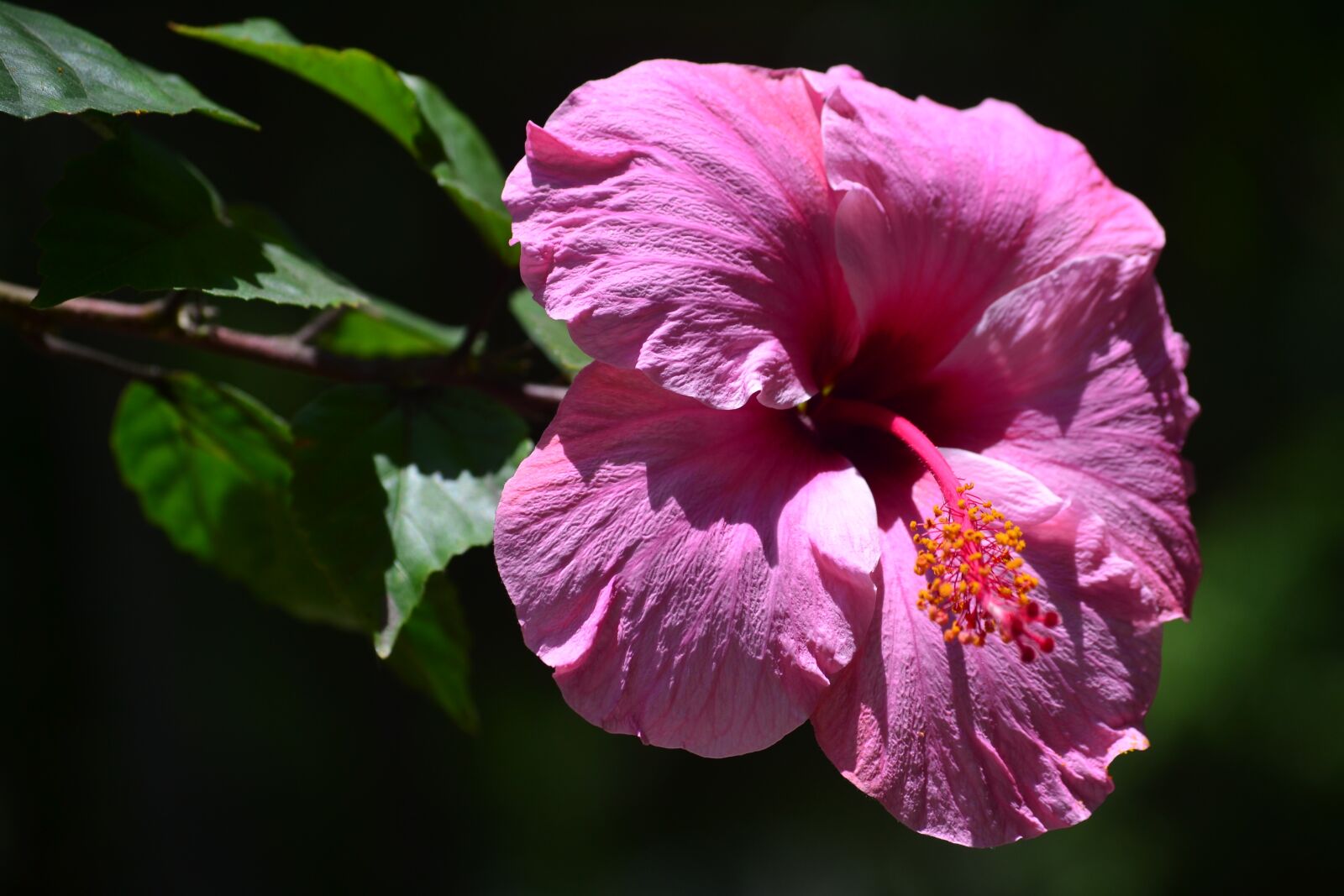Nikon D3100 sample photo. Flower, plant, nature photography