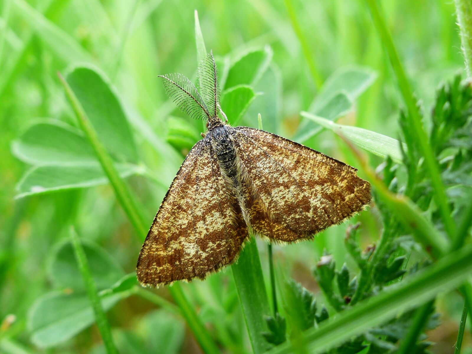 Panasonic Lumix DMC-FZ200 sample photo. Nature, invertebrates, insect photography