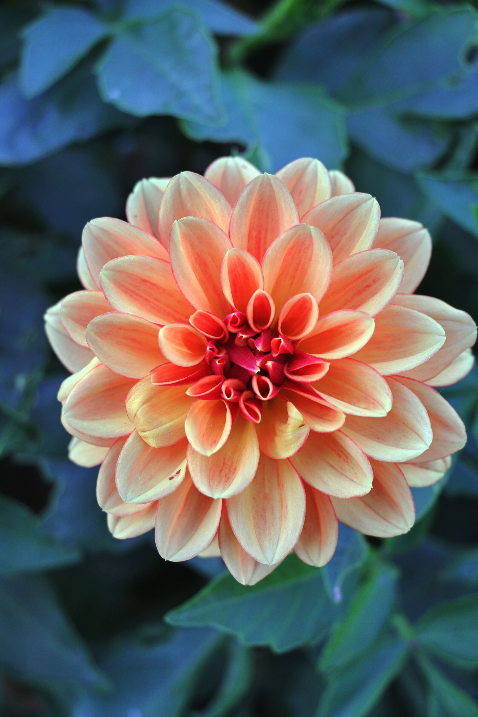 Canon EOS 7D sample photo. Dahlia, flower, blossom photography