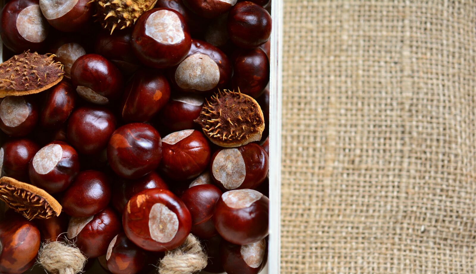 Nikon D5200 sample photo. Chestnut, horse chestnut, gather photography