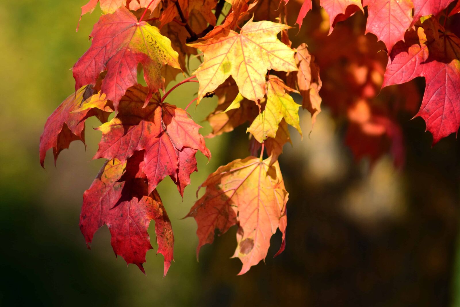 Nikon D3300 sample photo. Red leaf, flora, nature photography