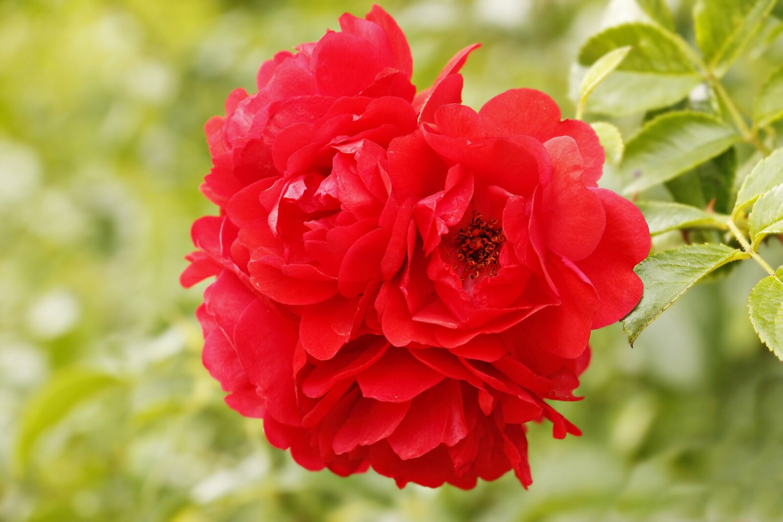 Canon EOS 100D (EOS Rebel SL1 / EOS Kiss X7) sample photo. Rose, red, red rose photography