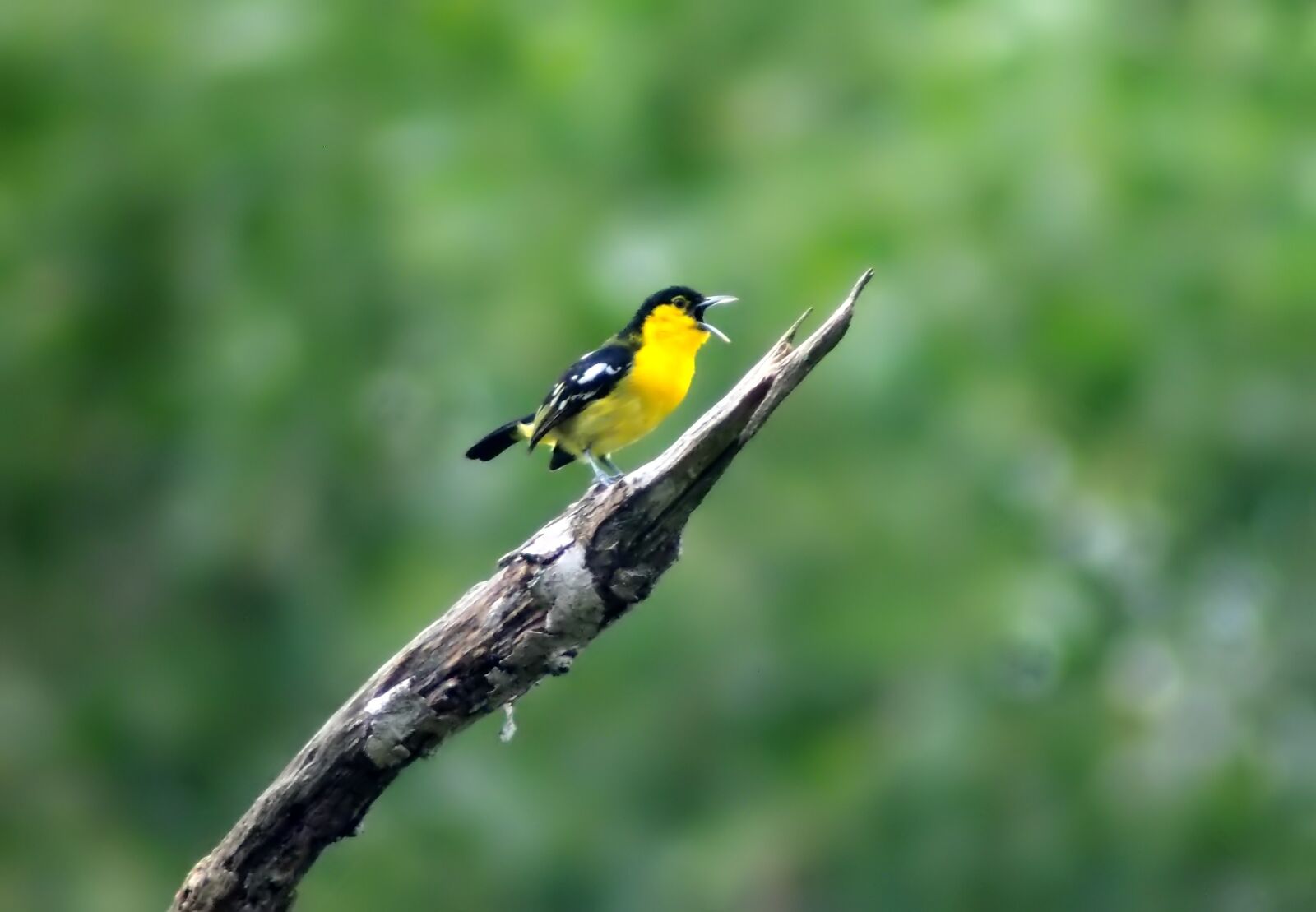 Tokina SD 400mm f/5.6 sample photo. Common iora plumage, sing photography